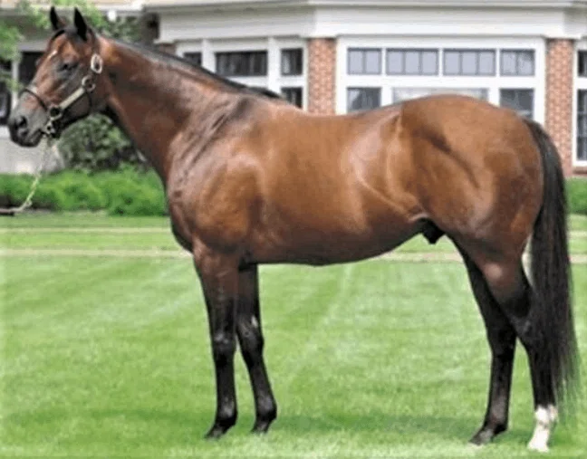 競馬【血統初心者勉強】血統表の見方＆馬券予想法（牝系 ファミリー