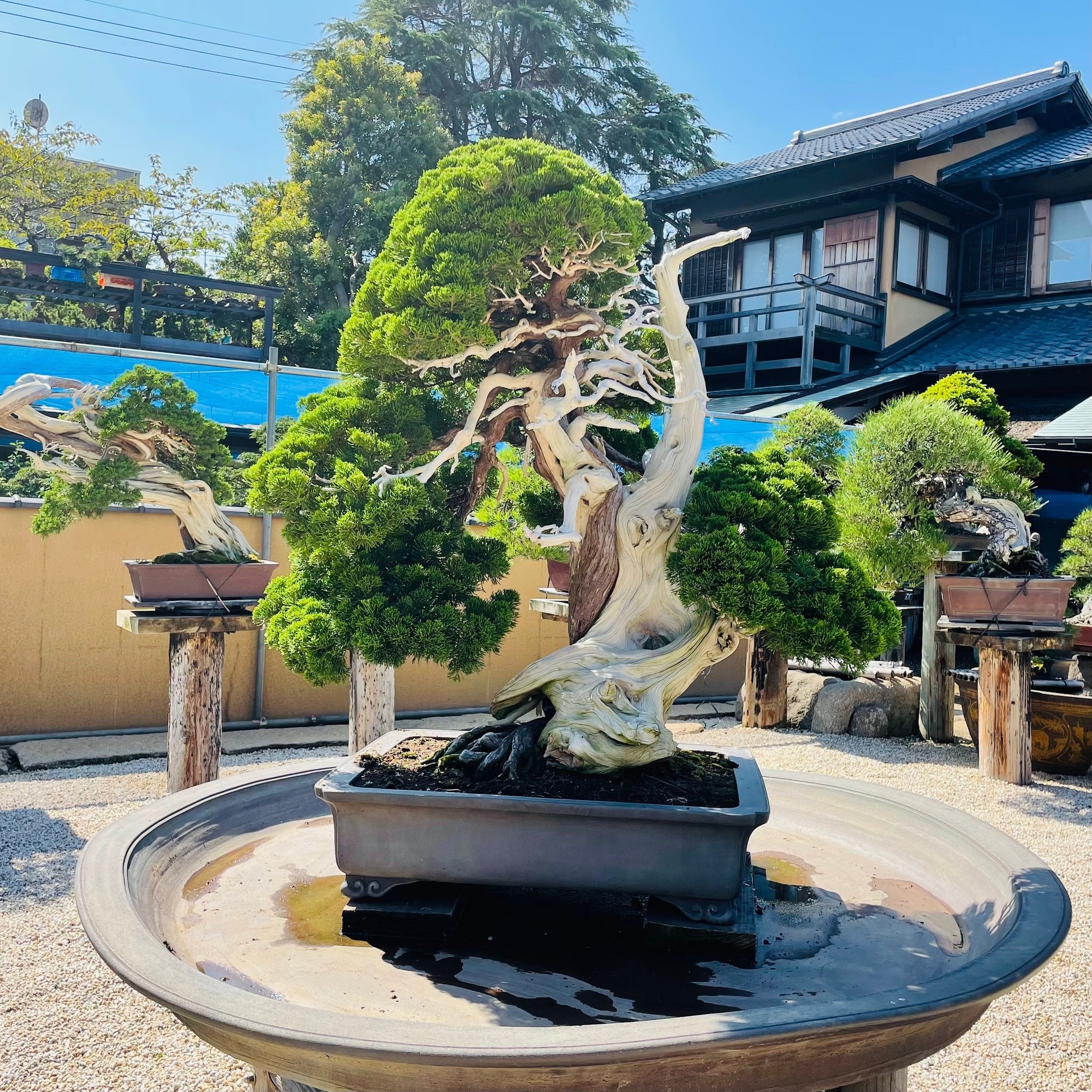 日本美術がたくさん詰まった 春花園bonsai美術館 に行ってみた Rumi Note