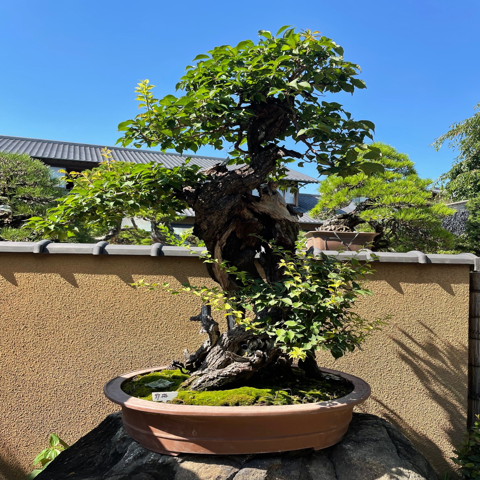 日本美術がたくさん詰まった 春花園bonsai美術館 に行ってみた Rumi Note