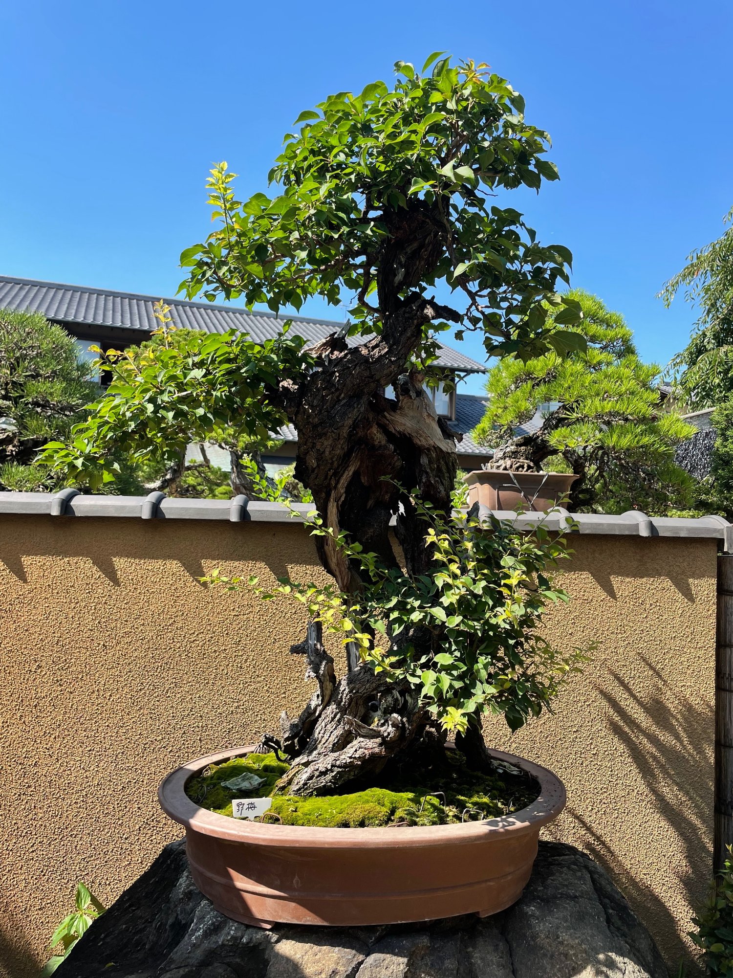 日本美術がたくさん詰まった 春花園bonsai美術館 に行ってみた Rumi Note 日本美術がたくさん詰まった 春花園bonsai美術館 に行ってみた Rumi Note