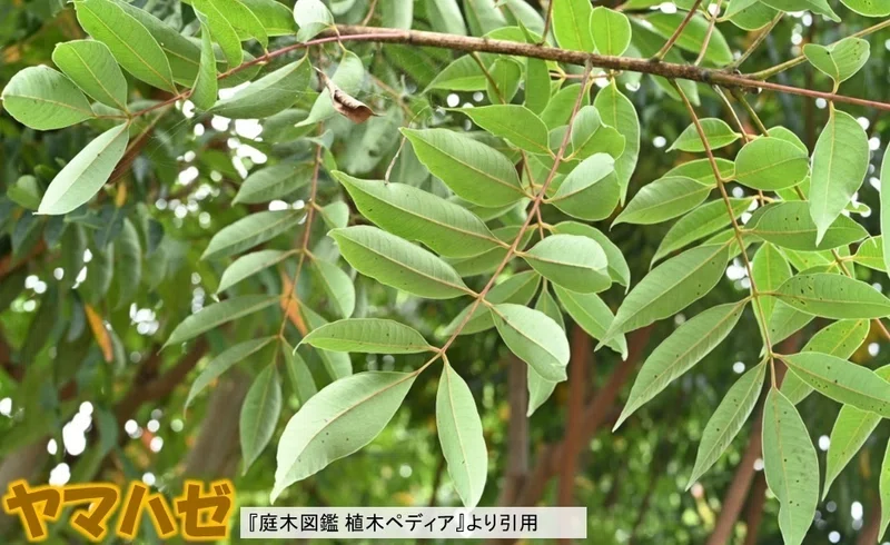 かぶれる「ウルシ」「ハゼ」の見分け方｜花川博義 〔皮膚科専門医〕
