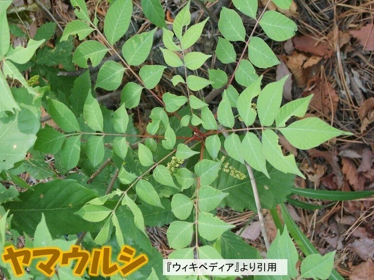かぶれる「ウルシ」「ハゼ」の見分け方｜花川博義 〔皮膚科専門医〕