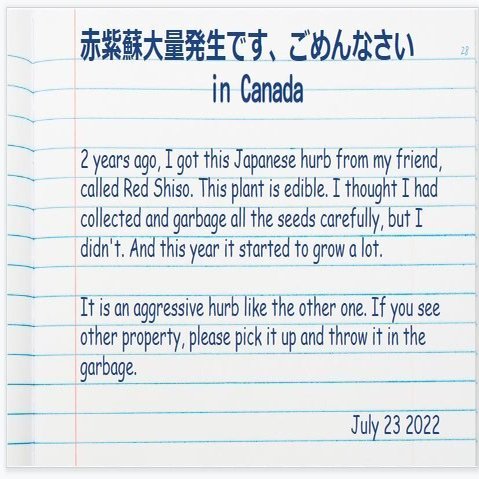 あの時英語でこう言いたかった ギャー 赤紫蘇大発生です In Canada Chizu 笛を吹かない笛吹き Note