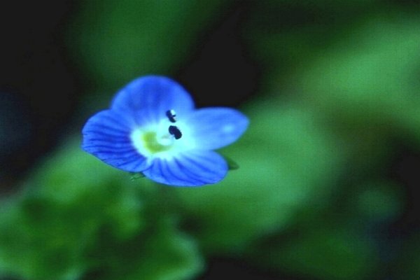 雑草の花 の新着タグ記事一覧 Note つくる つながる とどける