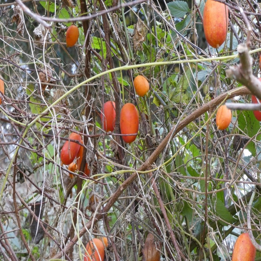 カラスウリはレース編みがうますぎる じいちゃんの小さな博物記 ポプラ社 こどもの本編集部 Note