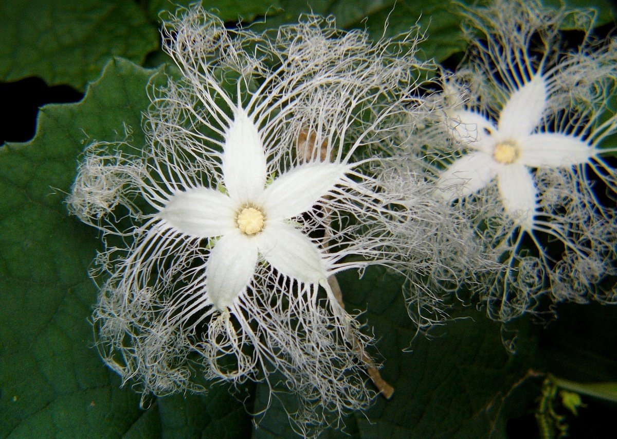 カラスウリはレース編みがうますぎる じいちゃんの小さな博物記 ポプラ社 こどもの本編集部 Note カラスウリはレース編みがうますぎる じいちゃんの小さな博物記 ポプラ社 こどもの本編集部 Note