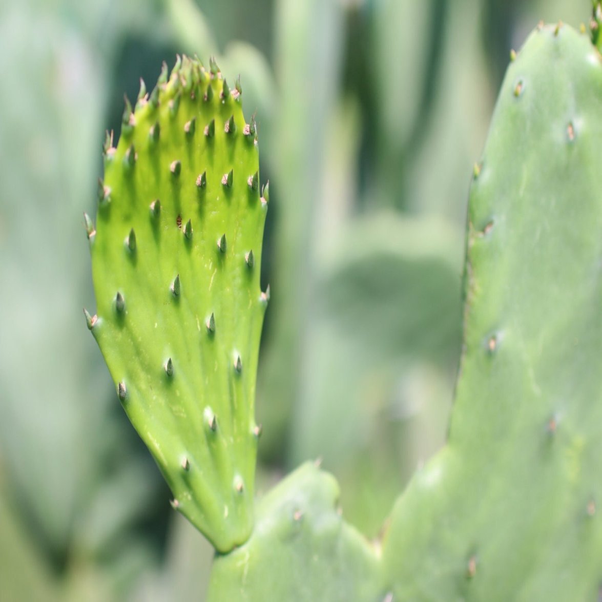食べるサボテン 太陽の葉 に会いにいく みたすくらす 東海の地産情報を地元クリエイターがお届け
