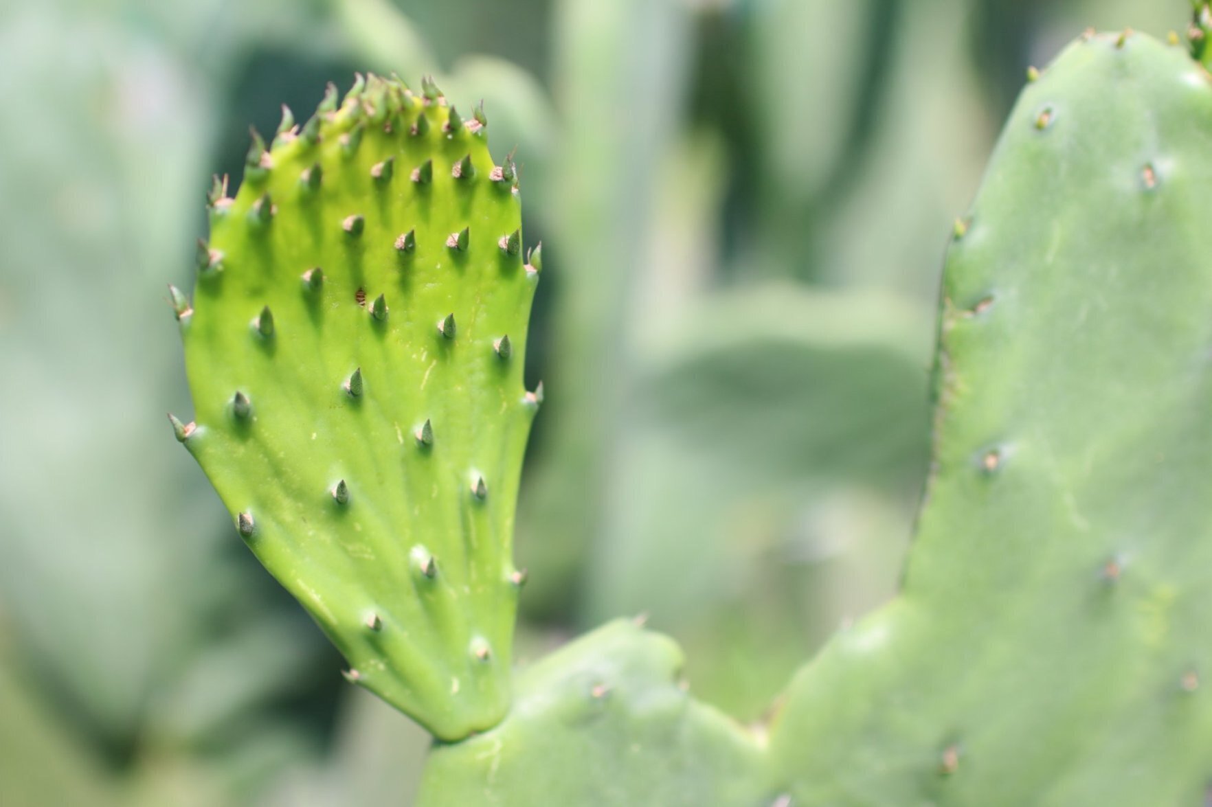 食べるサボテン 太陽の葉 に会いにいく みたすくらす 東海の地産情報を地元クリエイターがお届け 食べるサボテン 太陽の葉 に会いにいく みたすくらす 東海の地産情報を地元クリエイターがお届け
