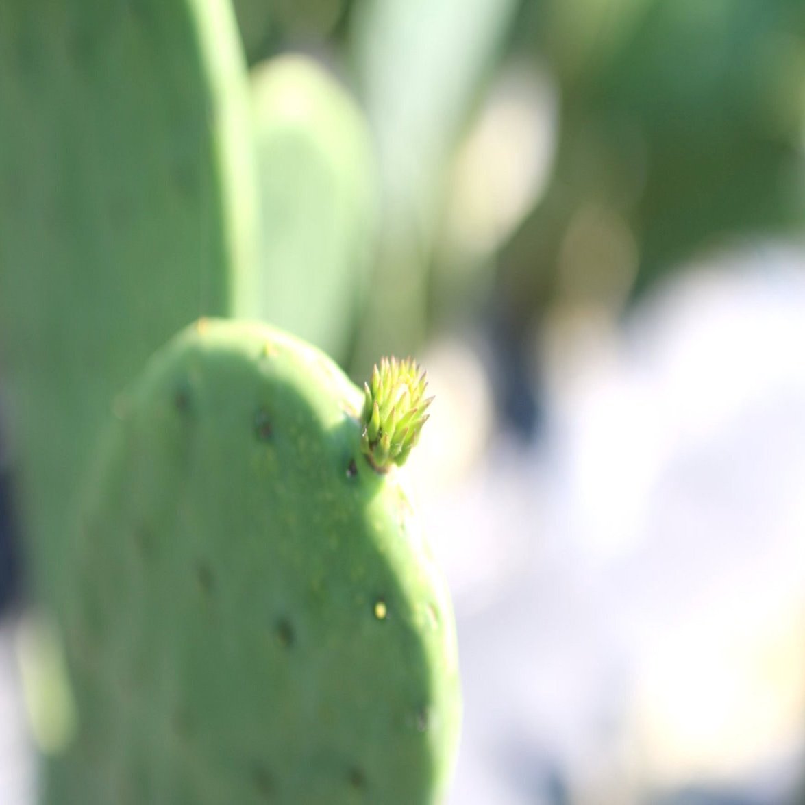 食べるサボテン 太陽の葉 に会いにいく みたすくらす 東海の地産情報を地元クリエイターがお届け