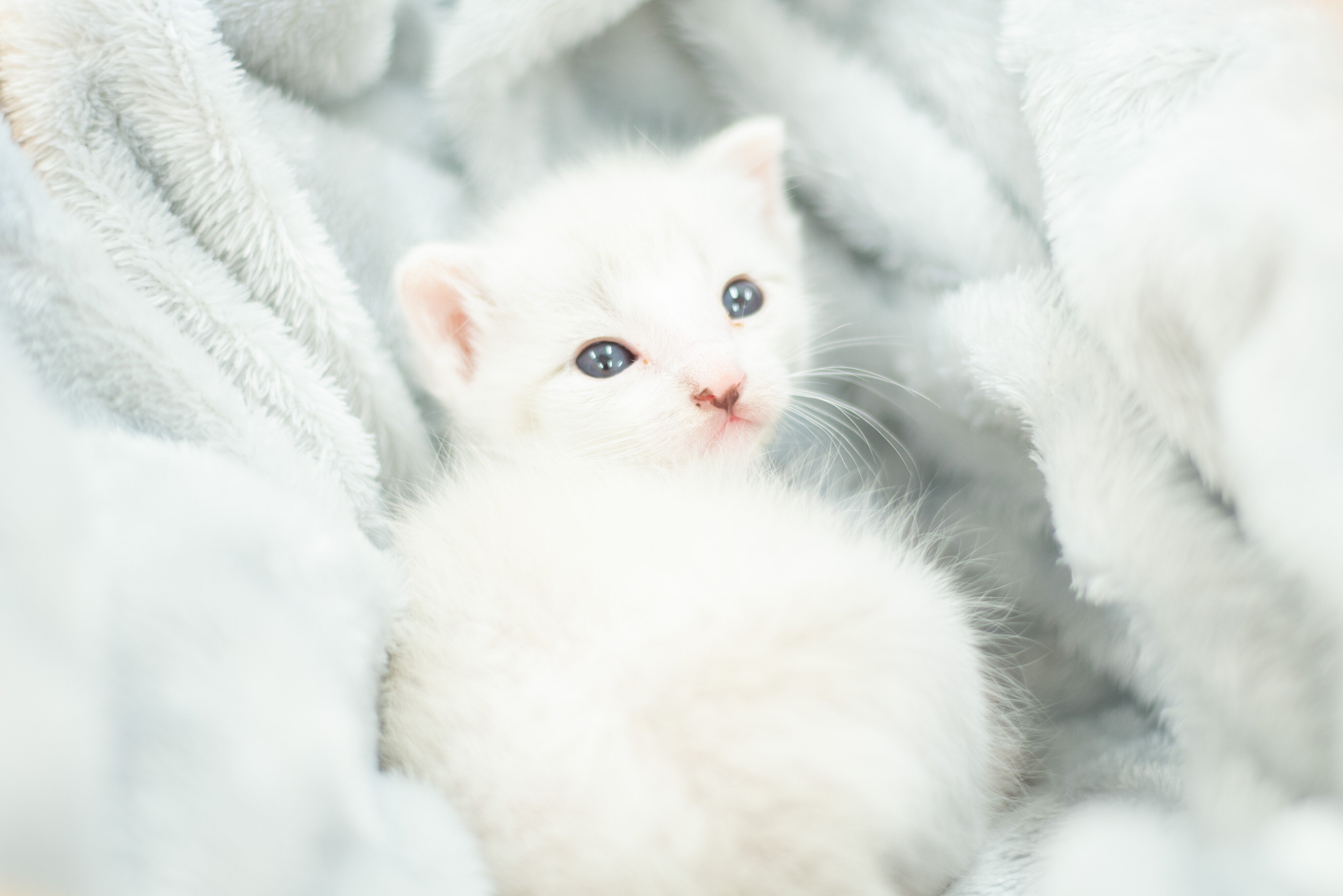 ニャンニャン大好き！！ボランティアがつなぐ大切ニャ（な）命