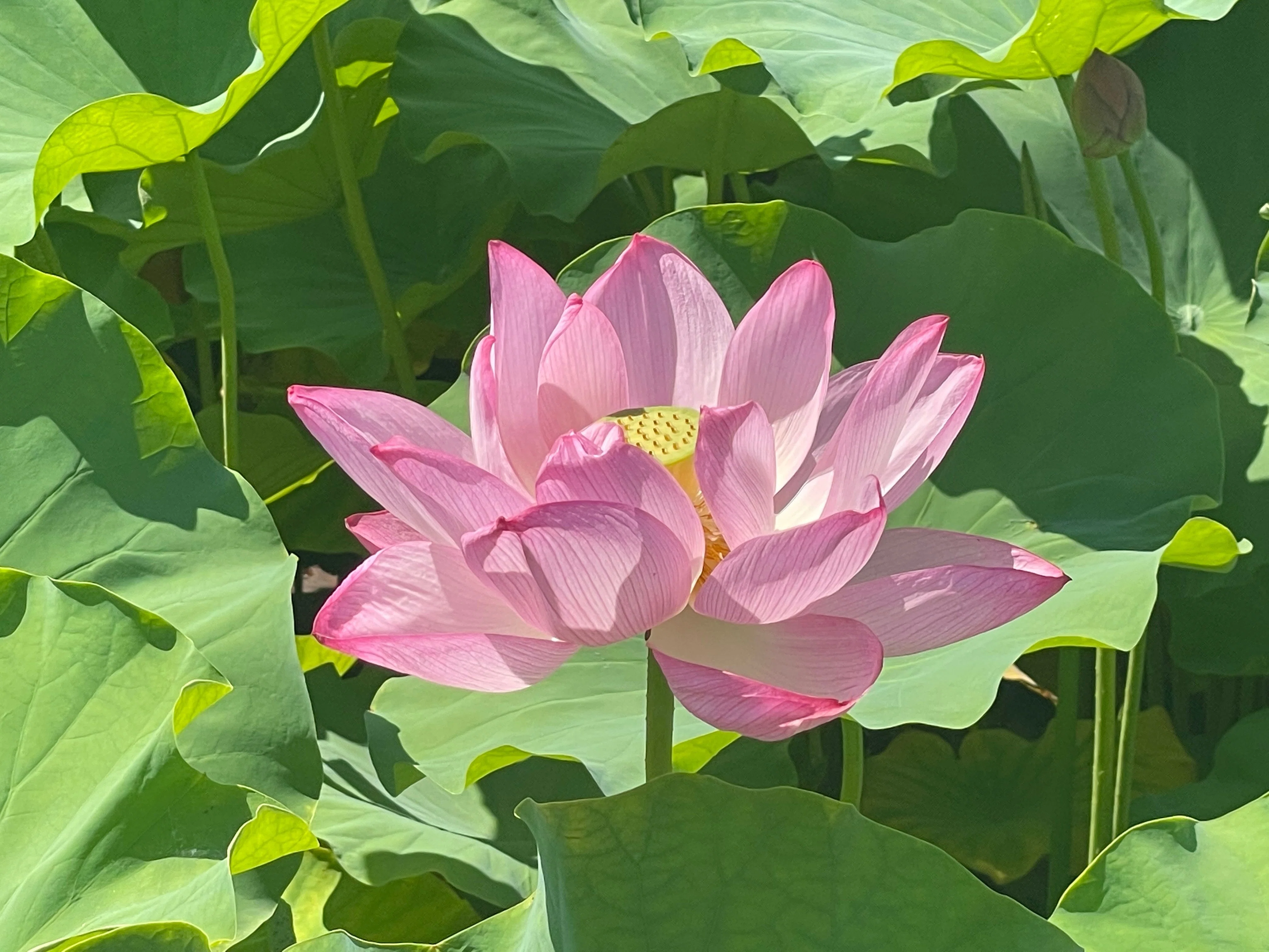 不忍池の蓮（7月25日撮影）｜上野案内所