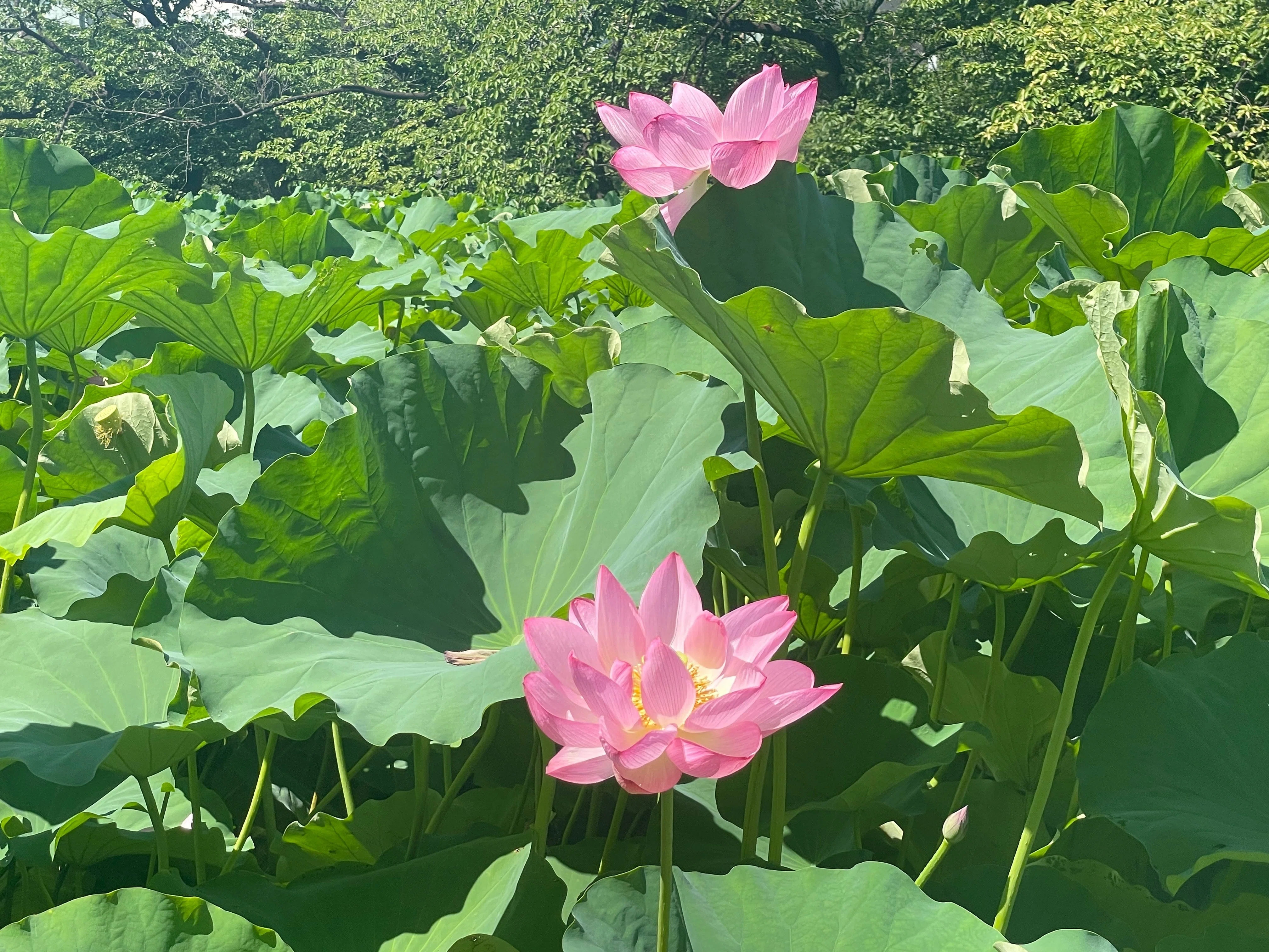 蓮花 不忍池の蓮（7月25日撮影）｜上野案内所