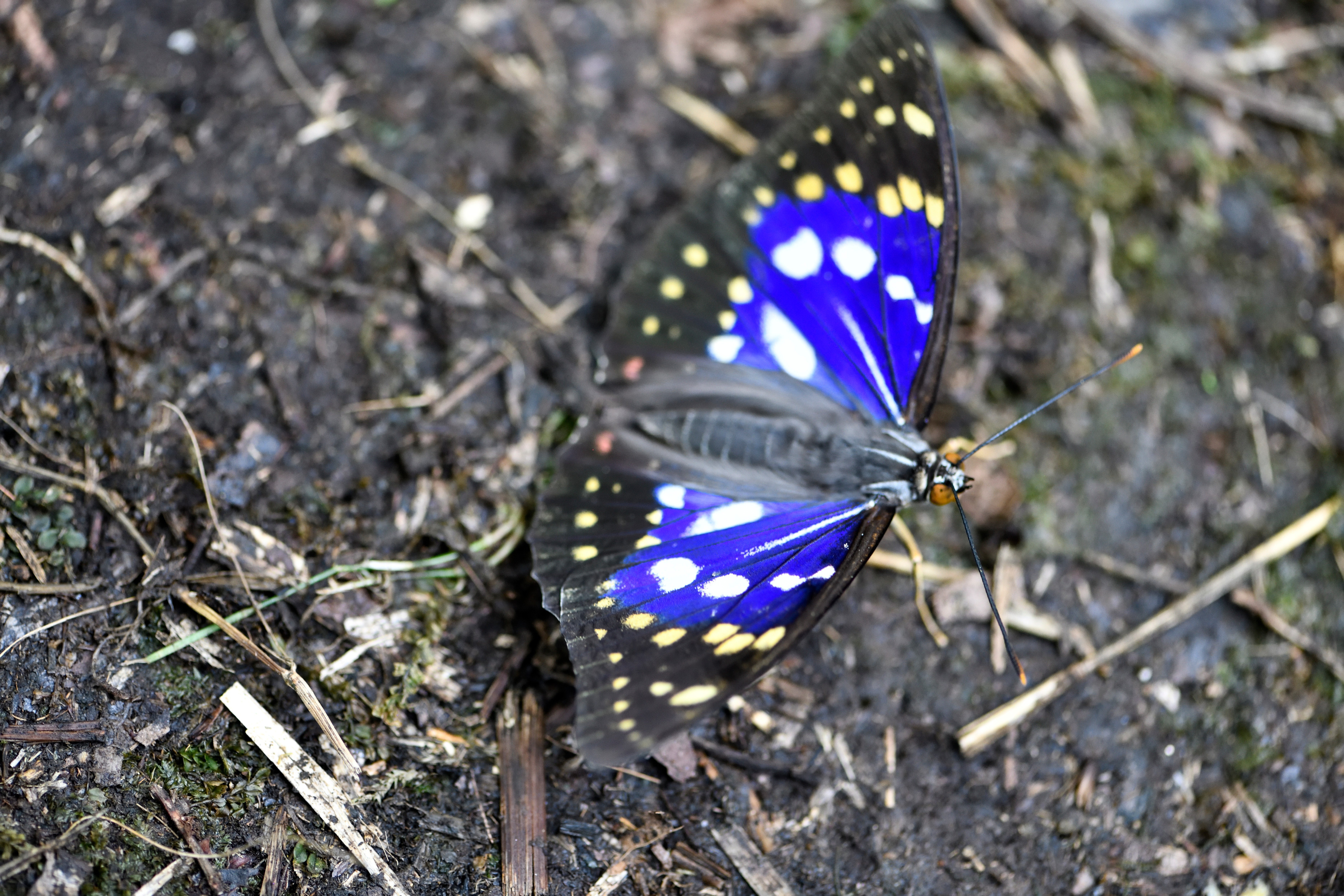 国蝶オオムラサキについてミニ知識｜ChatGPT実務セミナ講師、かと