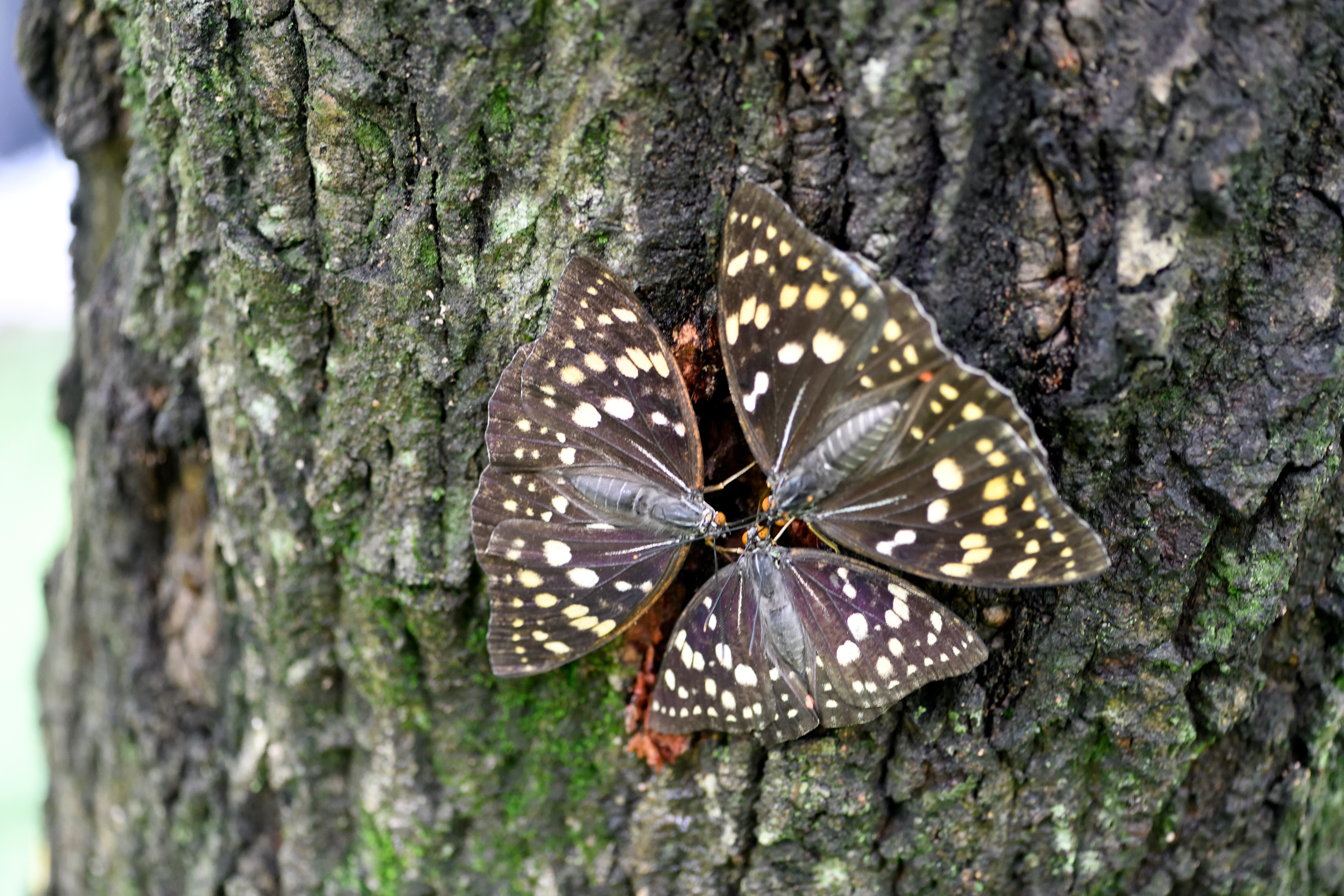 国蝶オオムラサキについてミニ知識｜ChatGPT実務セミナ講師、かと