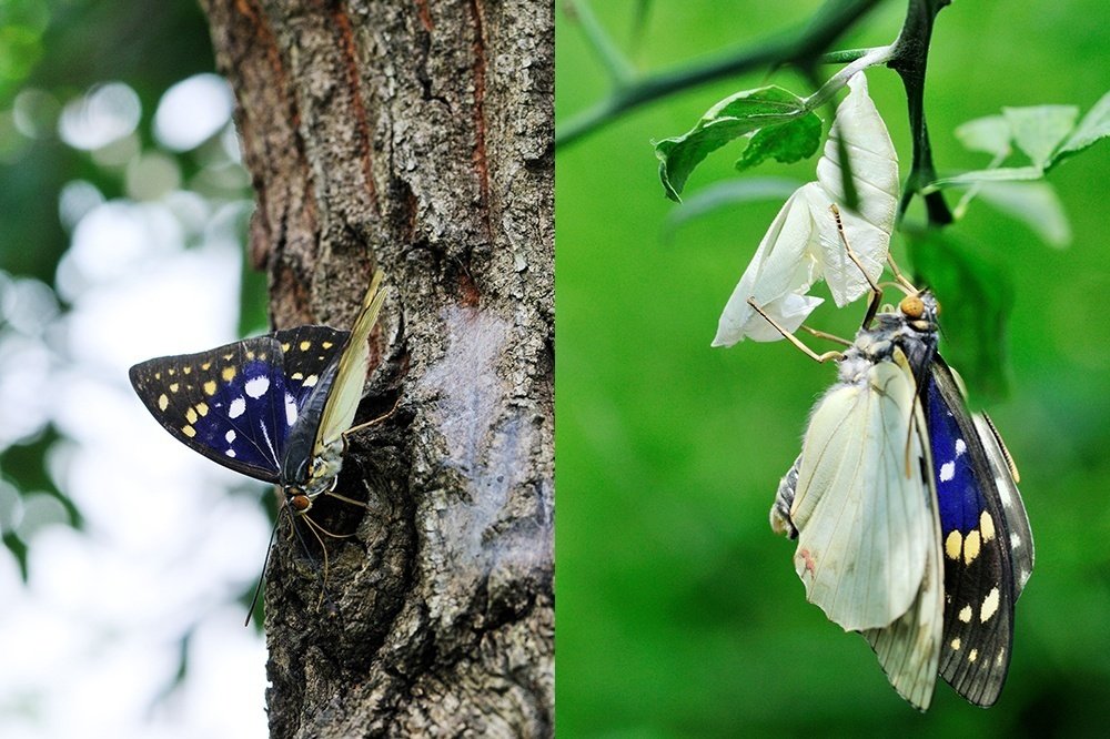 国蝶オオムラサキについてミニ知識｜ChatGPT実務セミナ講師、かと