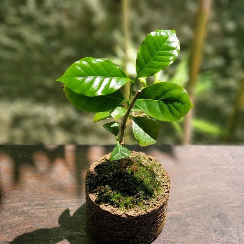 コーヒーの挿し木盆栽