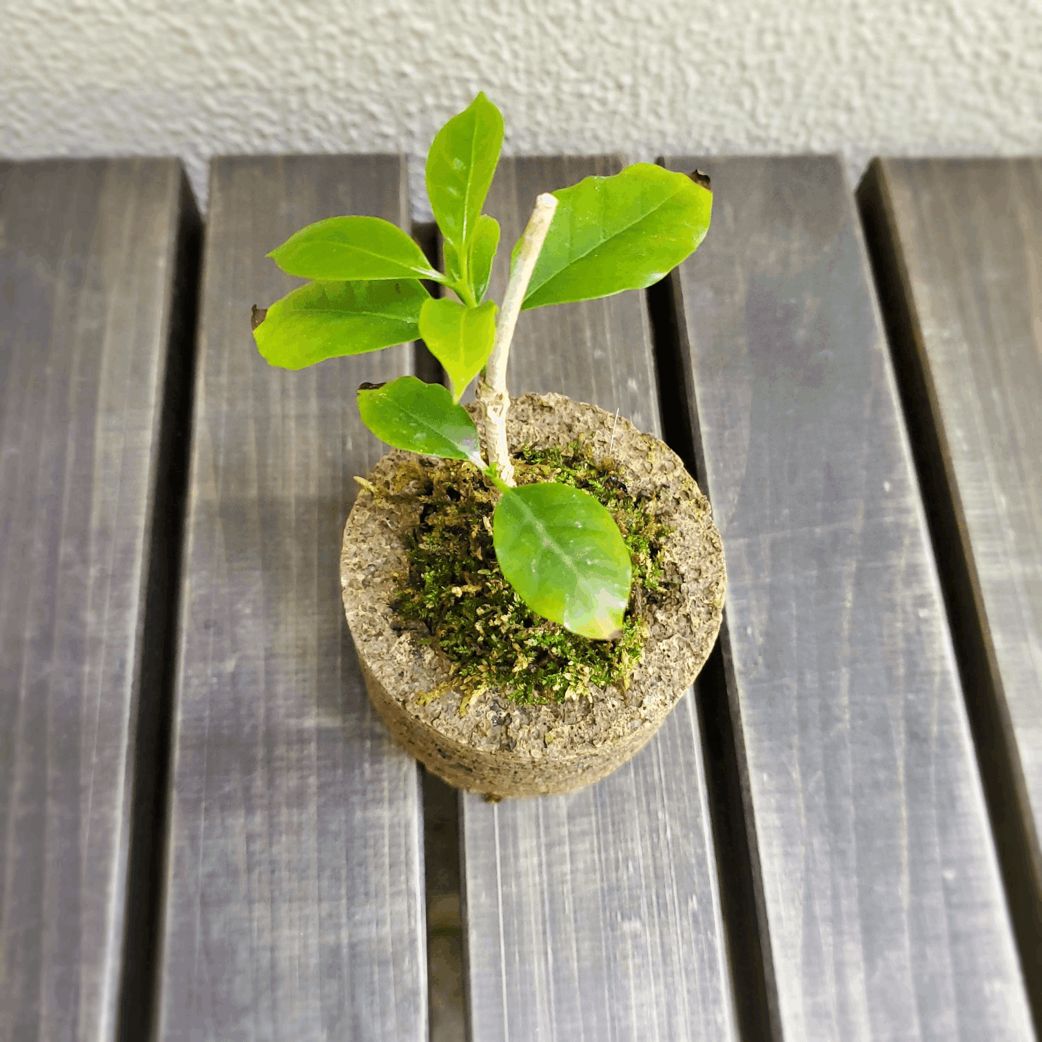 ミニ盆栽を楽しむ⑧コーヒーの挿し木で盆栽|金澤屋流お家カフェVol.59 ミニ盆栽を楽しむ⑧コーヒーの挿し木で盆栽|金澤屋流お家カフェVol.59