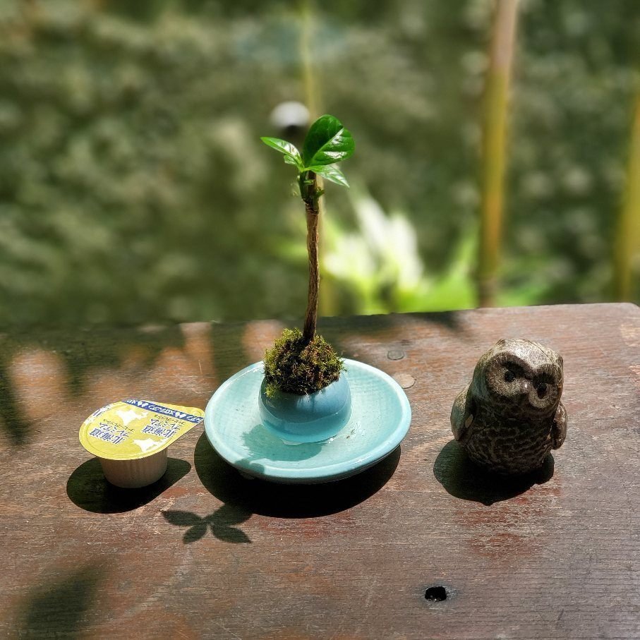 ミニ盆栽を楽しむ⑨ミニチュアコーヒー盆栽｜金澤屋流お家カフェVol.60