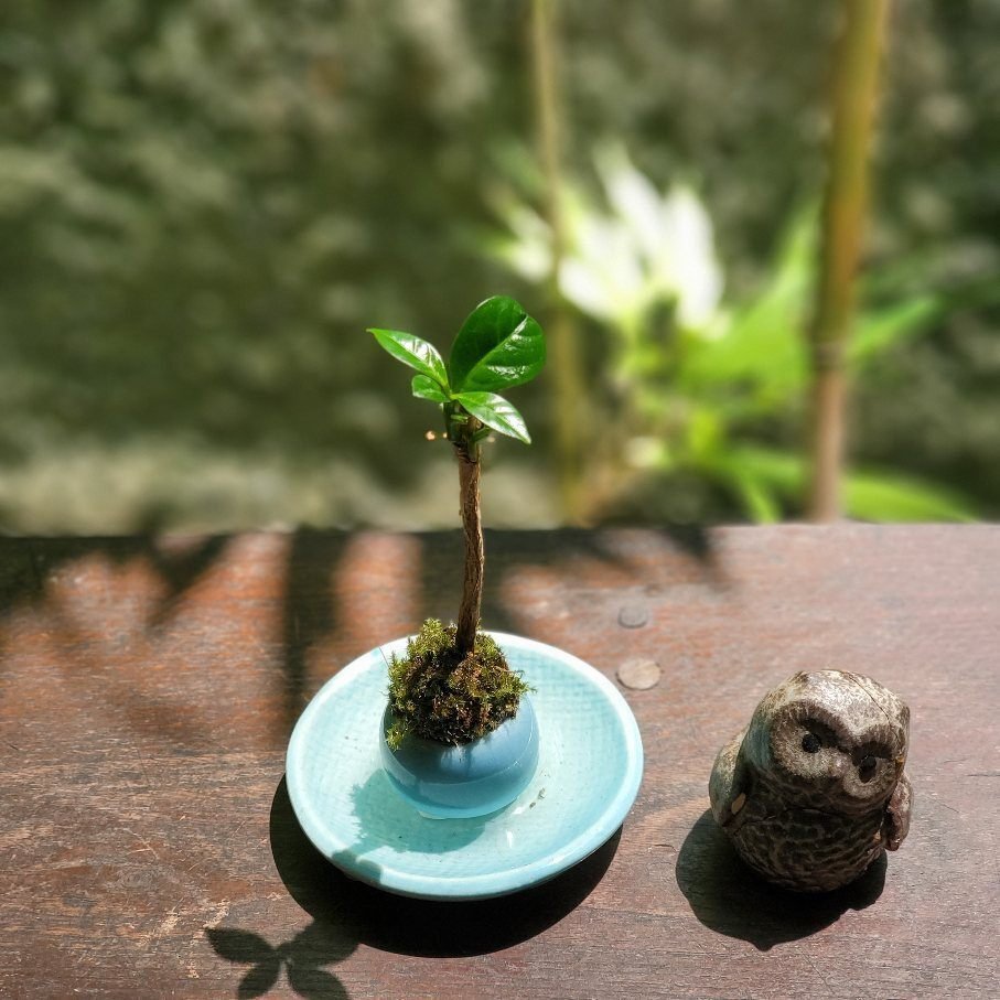 ミニ盆栽を楽しむ⑨ミニチュアコーヒー盆栽｜金澤屋流お家カフェVol.60