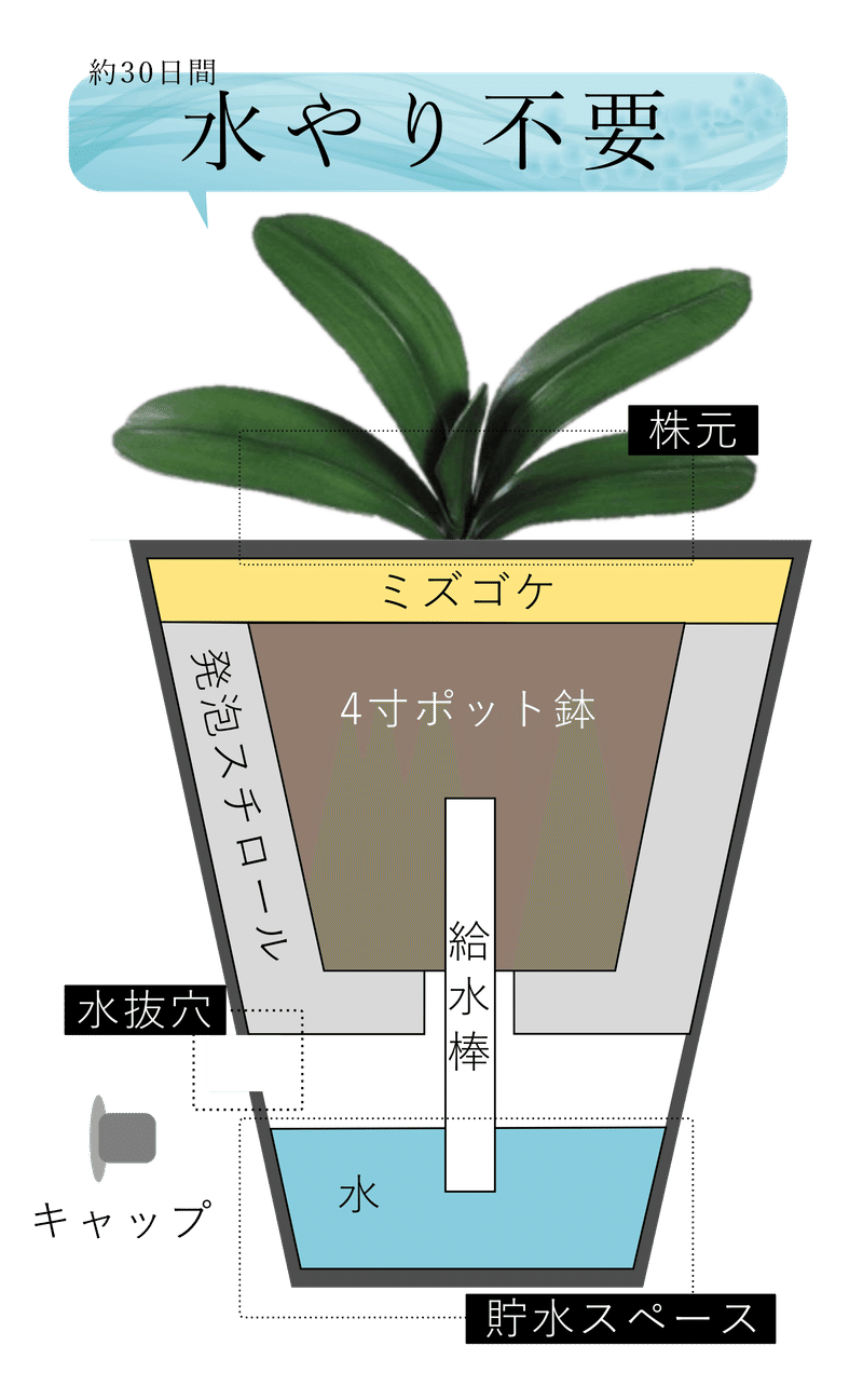 水やり不要