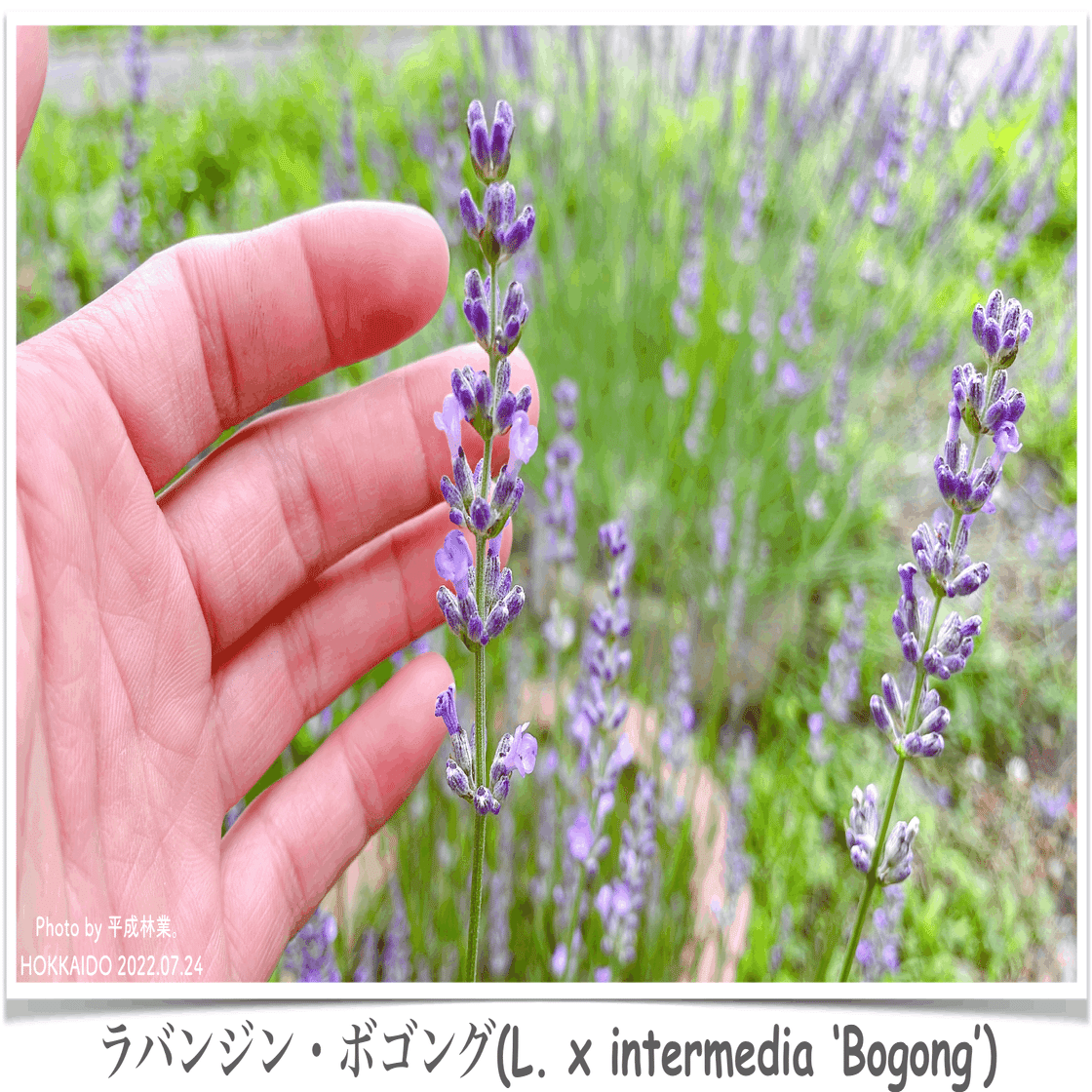 ８月目前 まだ満開は遠いラバンジンたちの様子 エフゲニーマエダ 平成林業 Note