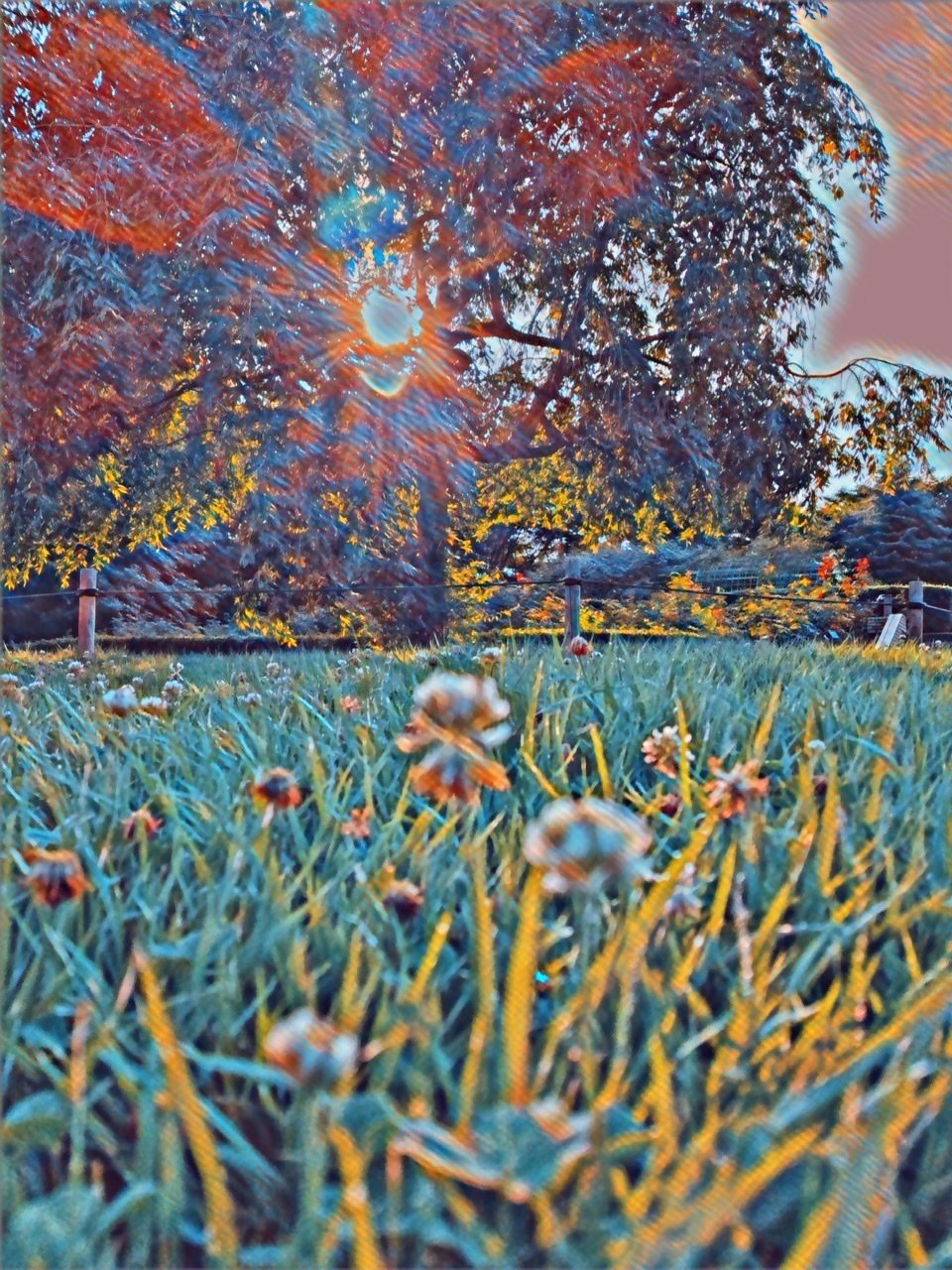 ピント合わせは心のおてまえ マンボウ Note