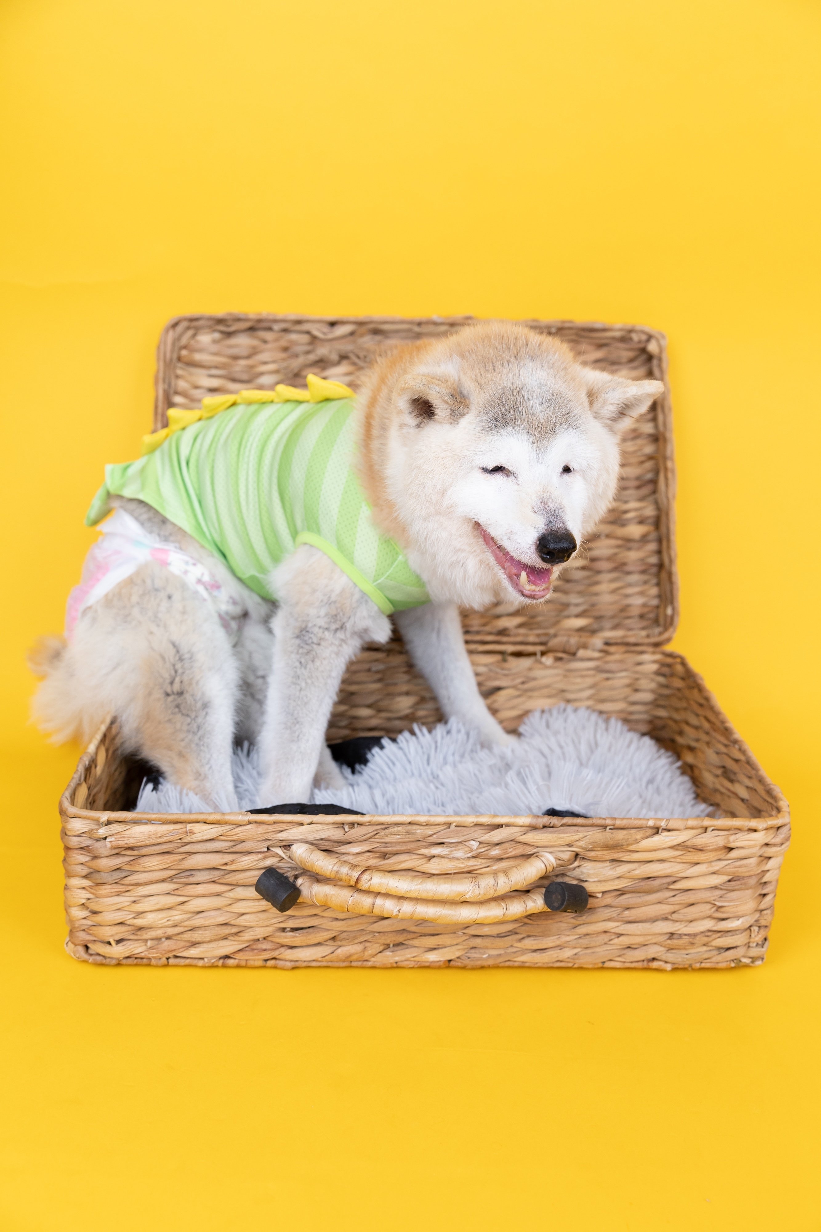 シニア犬撮影会 ｜棚原写真事務所