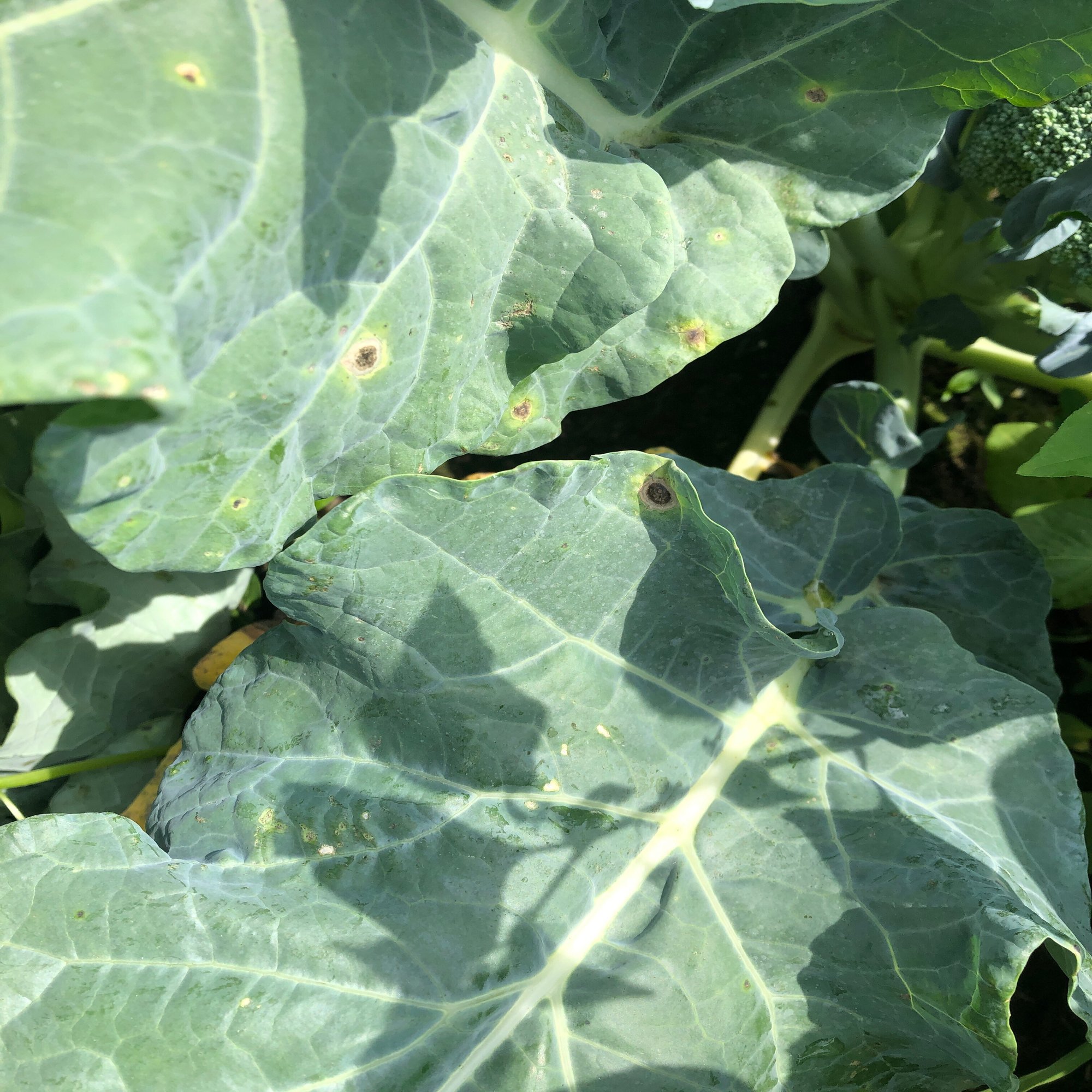 ブロッコリー畑に黒すす病が大発生しているようなので対処法を調べてみることにした 吉田拓実 さいこうファーム Okhotsk Bihoro Note