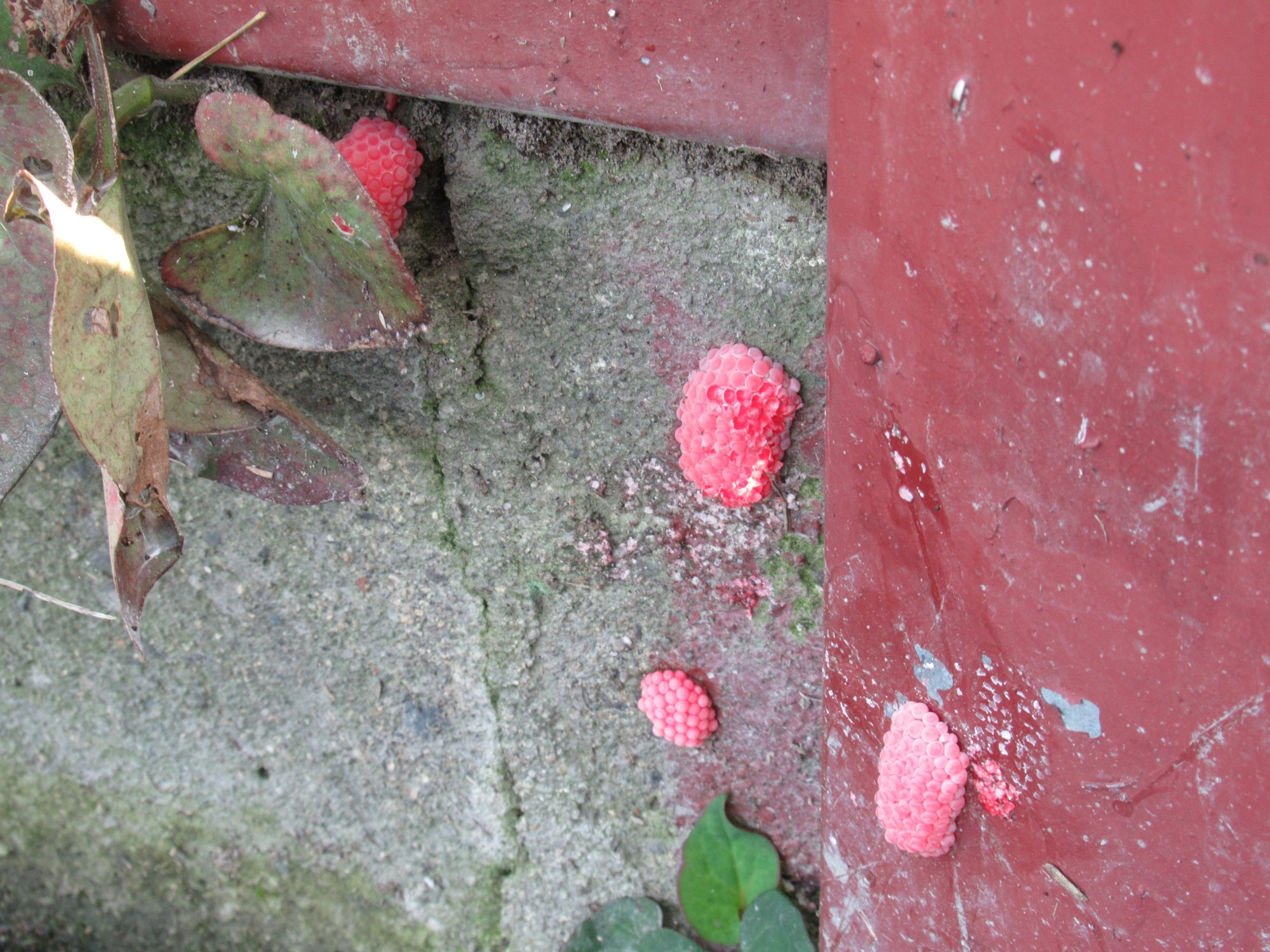 7 27 水 晴 特栽米 第4回ジャンボタニシ卵の一斉退治 特別栽培米の眞木優 Note 7 27 水 晴 特栽米 第4回ジャンボタニシ卵の一斉退治 特別栽培米の眞木優 Note