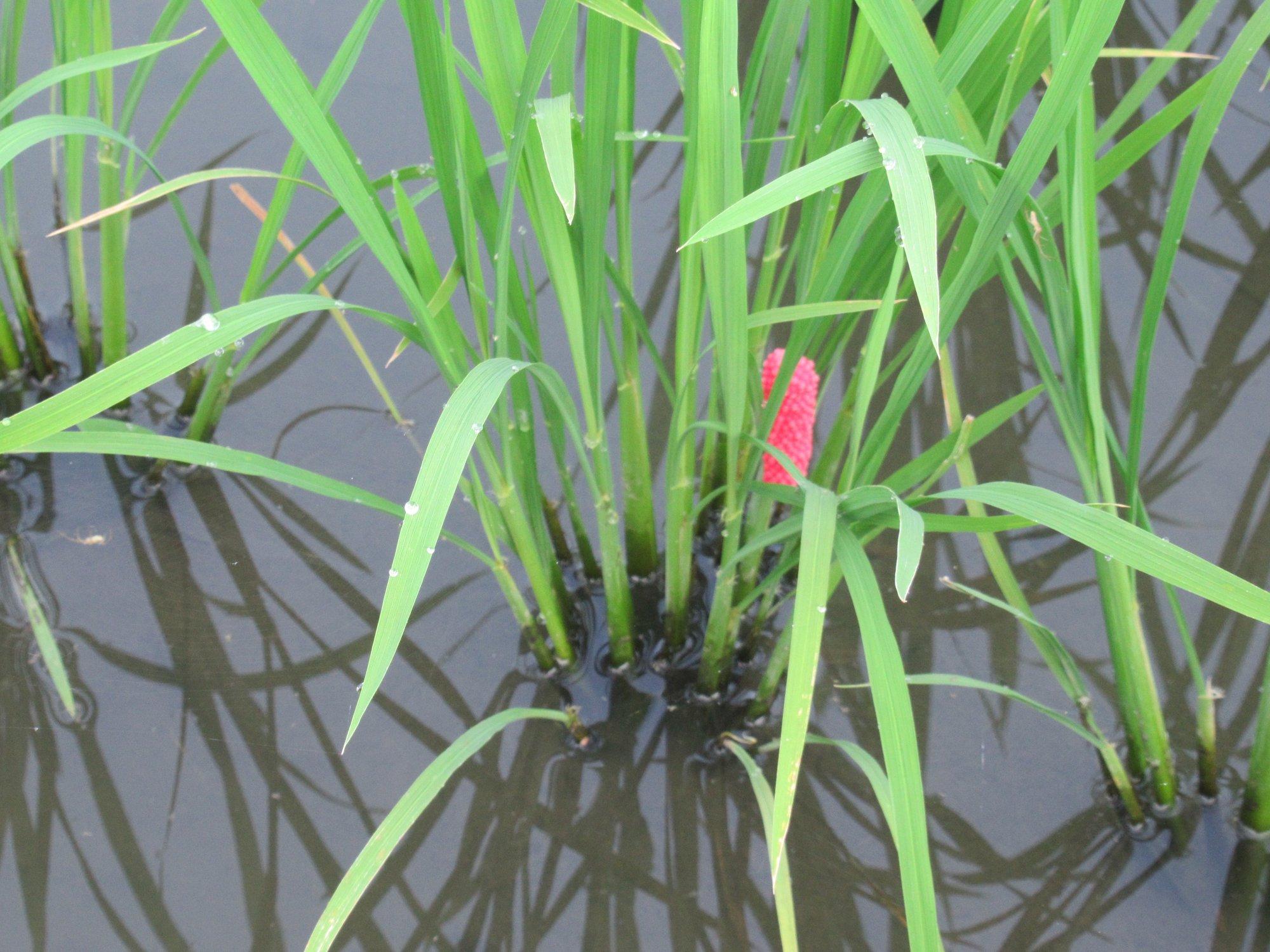 7 27 水 晴 特栽米 第4回ジャンボタニシ卵の一斉退治 特別栽培米の眞木優 Note 7 27 水 晴 特栽米 第4回ジャンボタニシ卵の一斉退治 特別栽培米の眞木優 Note