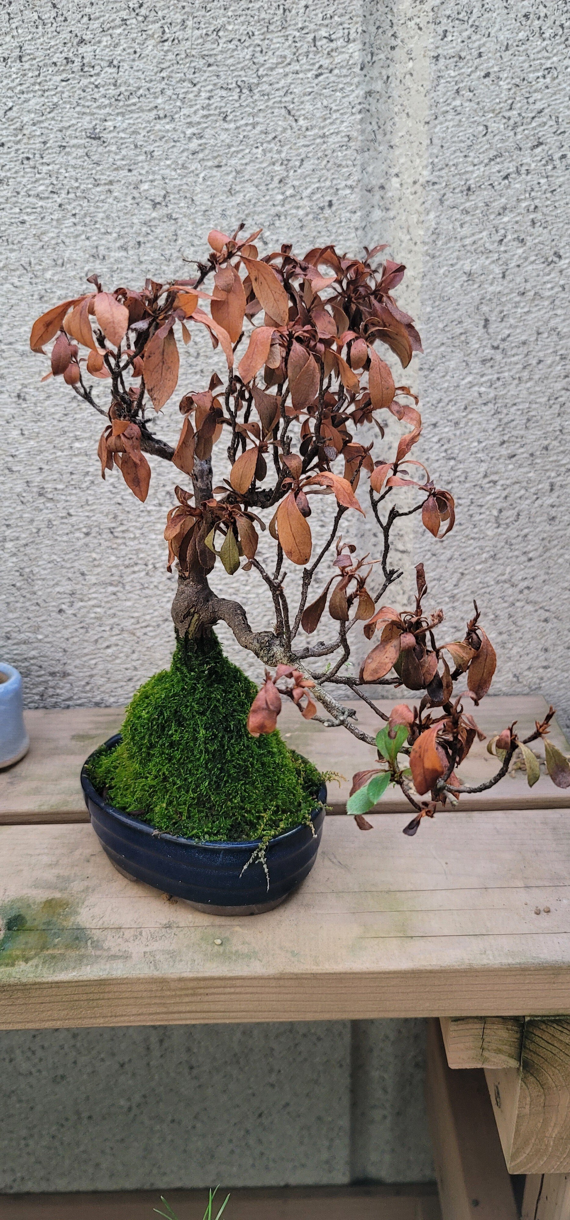 鹿沼のさつき屋さん 【筑峰】 懸崖盆栽/創作盆栽/優美な一樹です/皐月