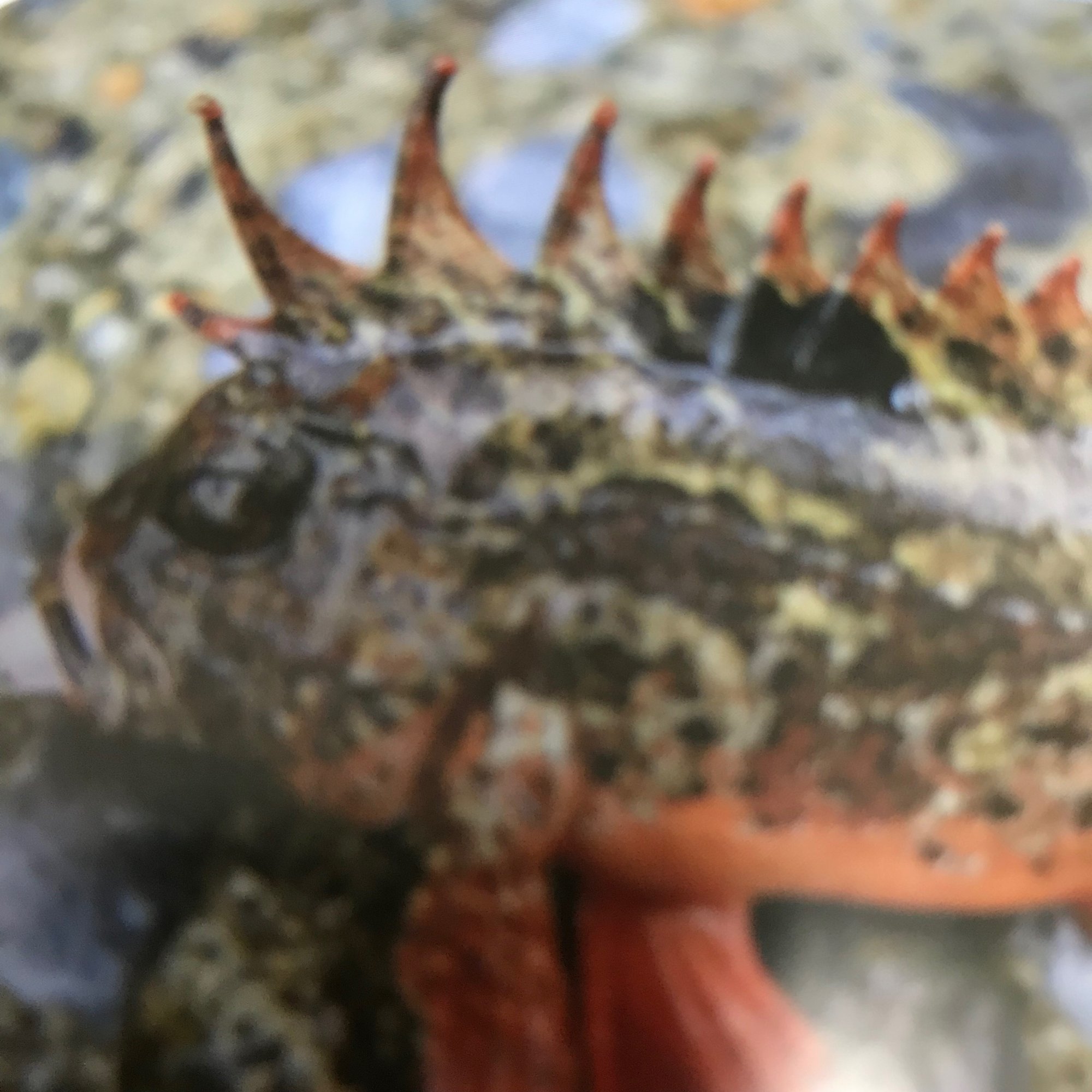 忽那の雫第161話 瀬戸内でよく見る毒魚にやられたら どんくらい痛い 探偵釣り師しゅうちゃん Note 忽那の雫第161話 瀬戸内でよく見る毒魚にやられたら どんくらい痛い 探偵釣り師しゅうちゃん Note