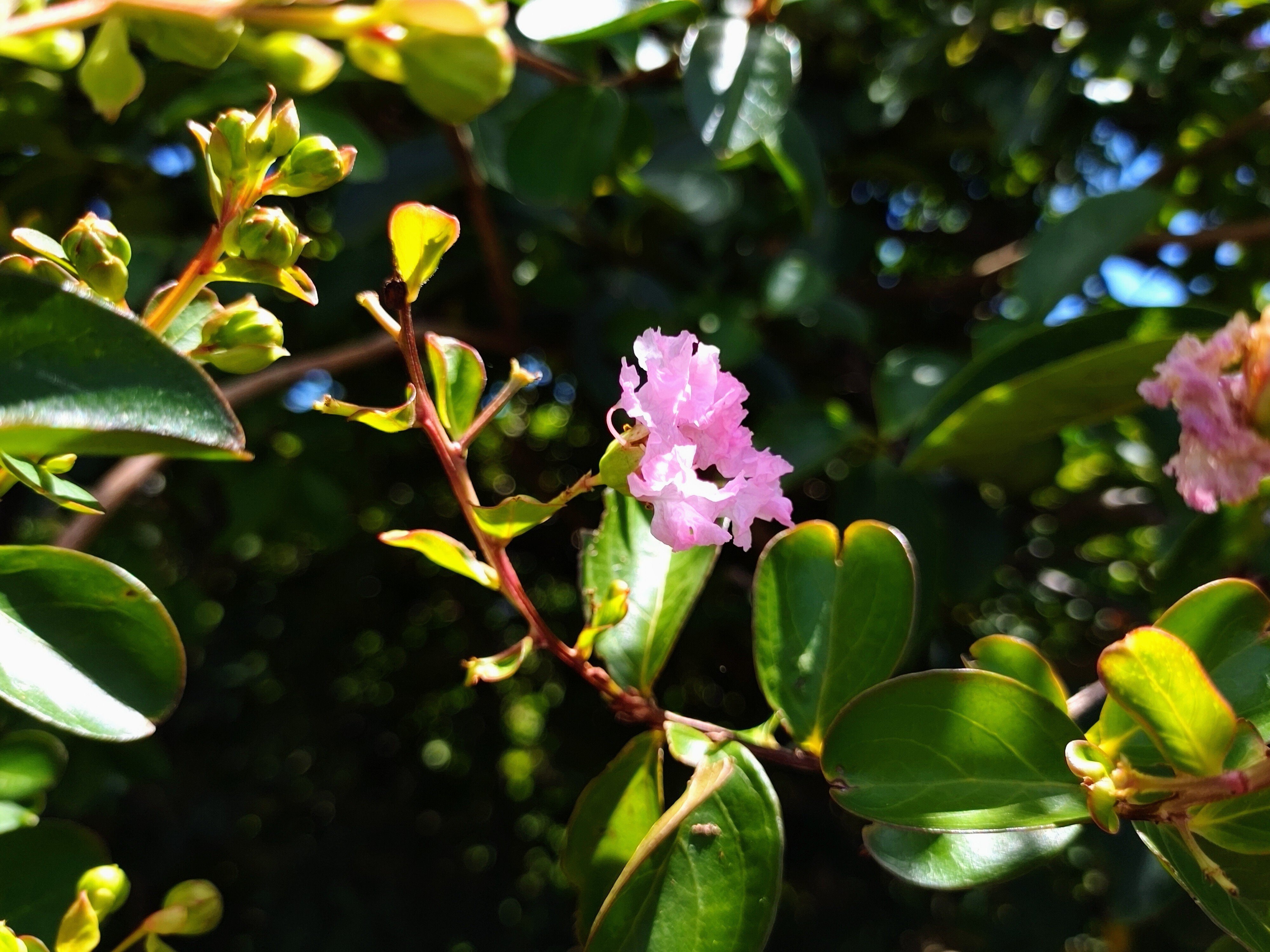 花言葉と誓い Aria Note