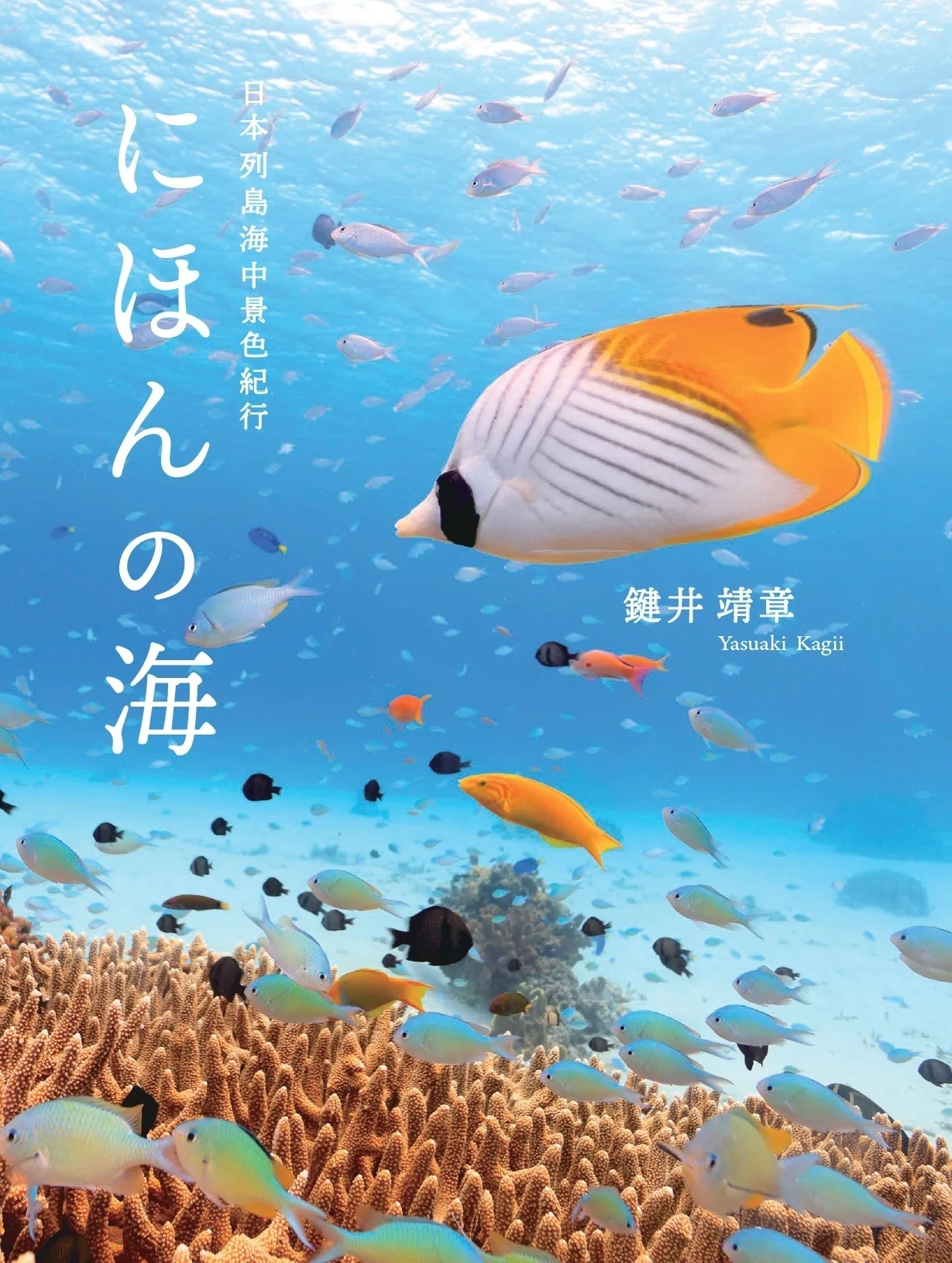 ホラ貝　蓋(ふた) あり　海のトランペット　珊瑚 新刊のご案内【2022年8月発売】｜ヤマケイの本