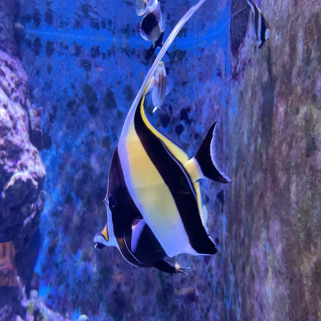 美ら海水族館でヒトをやってきた 南国ヒトり日記 コムロ ヨウスケ Note