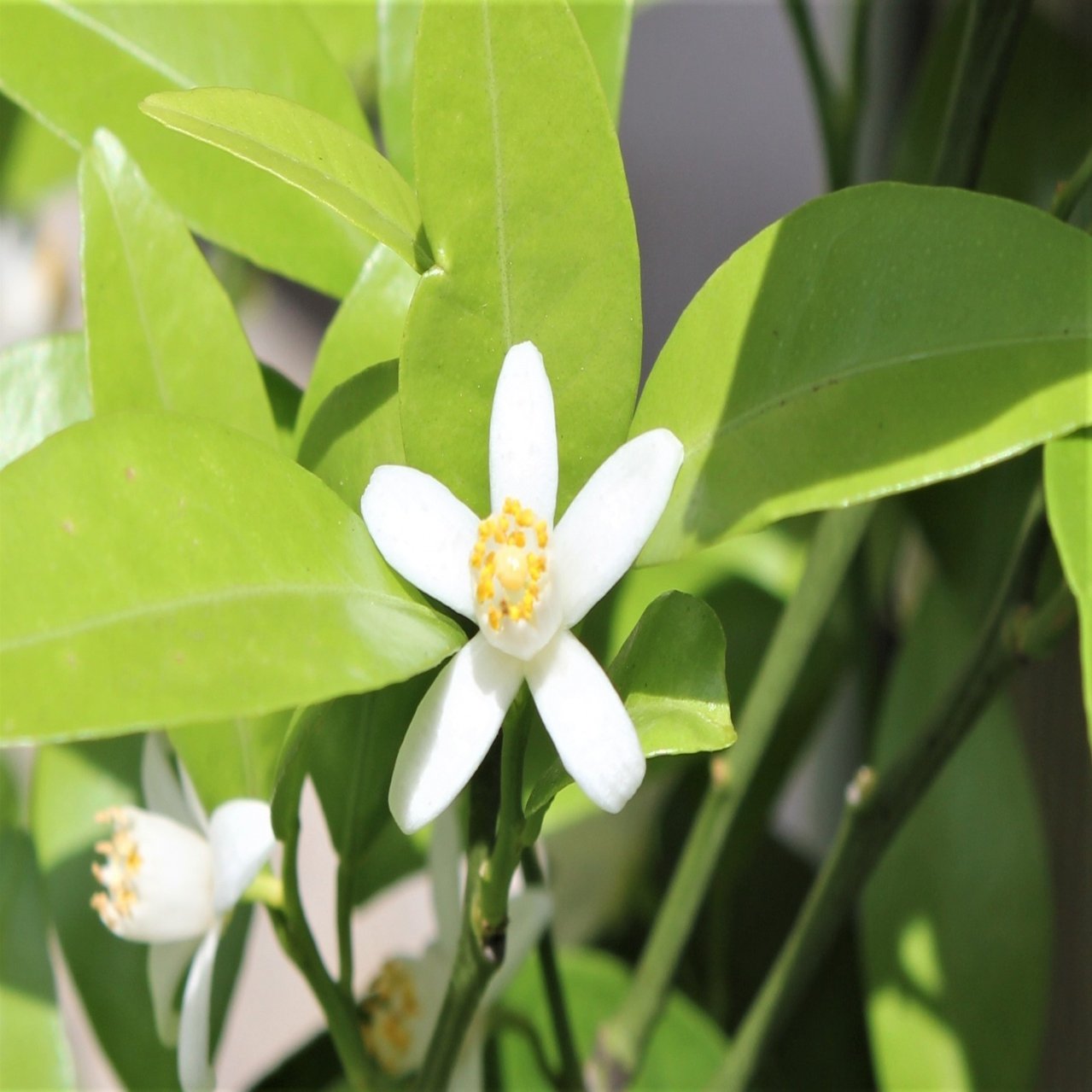 勝手にやんばるpr 21 60 大宜味村のシークヮーサーの花がジュエリーに サスティナブルなプロジェクト 玉城久美子 食 暮らし 沖縄 Note