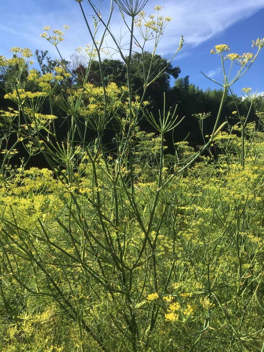 フェンネルの花を使って ハーブおじさん Note フェンネルの花を使って ハーブおじさん Note