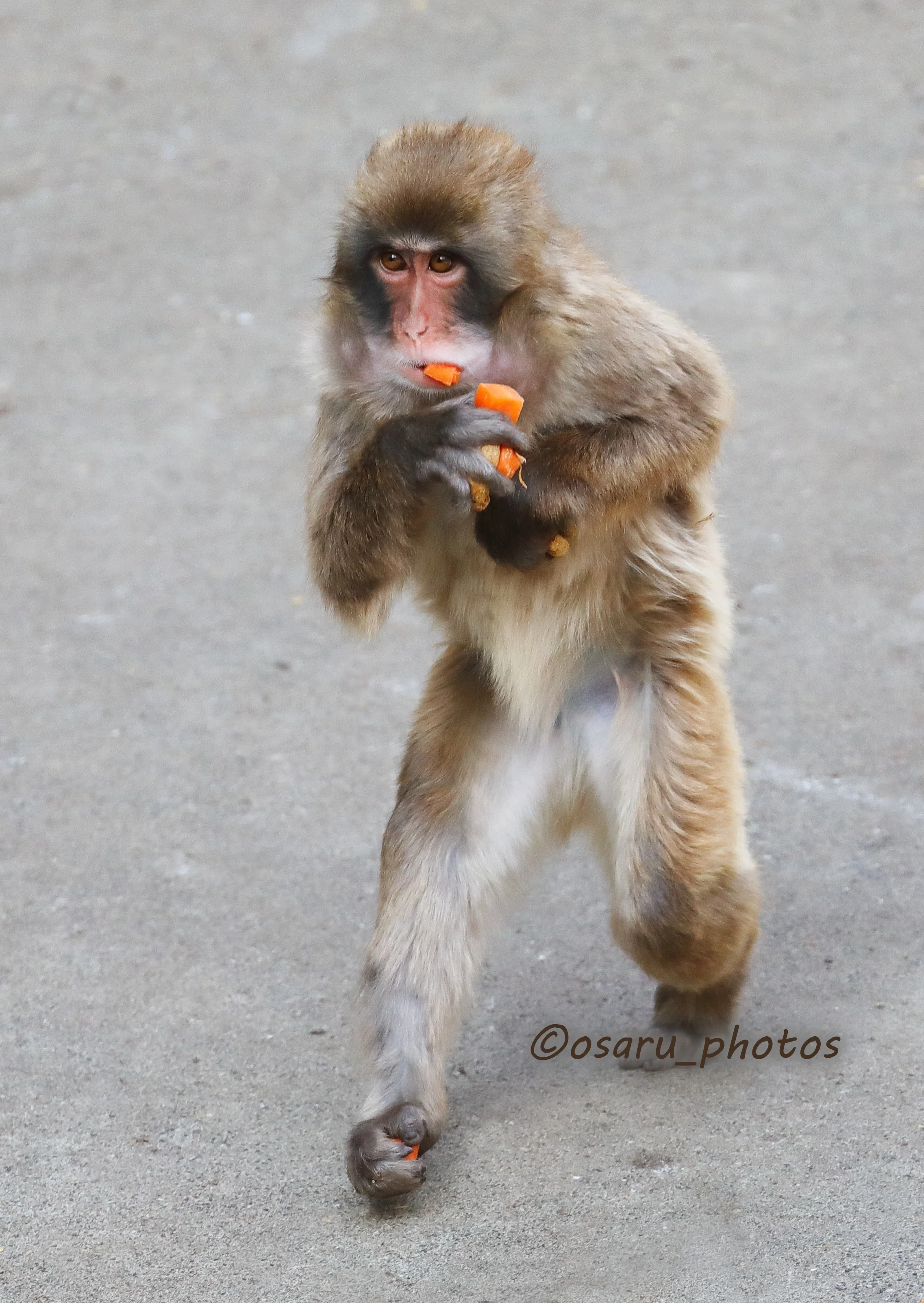 作品紹介21】ニホンザル＠市川市動植物園｜おさるの写真家