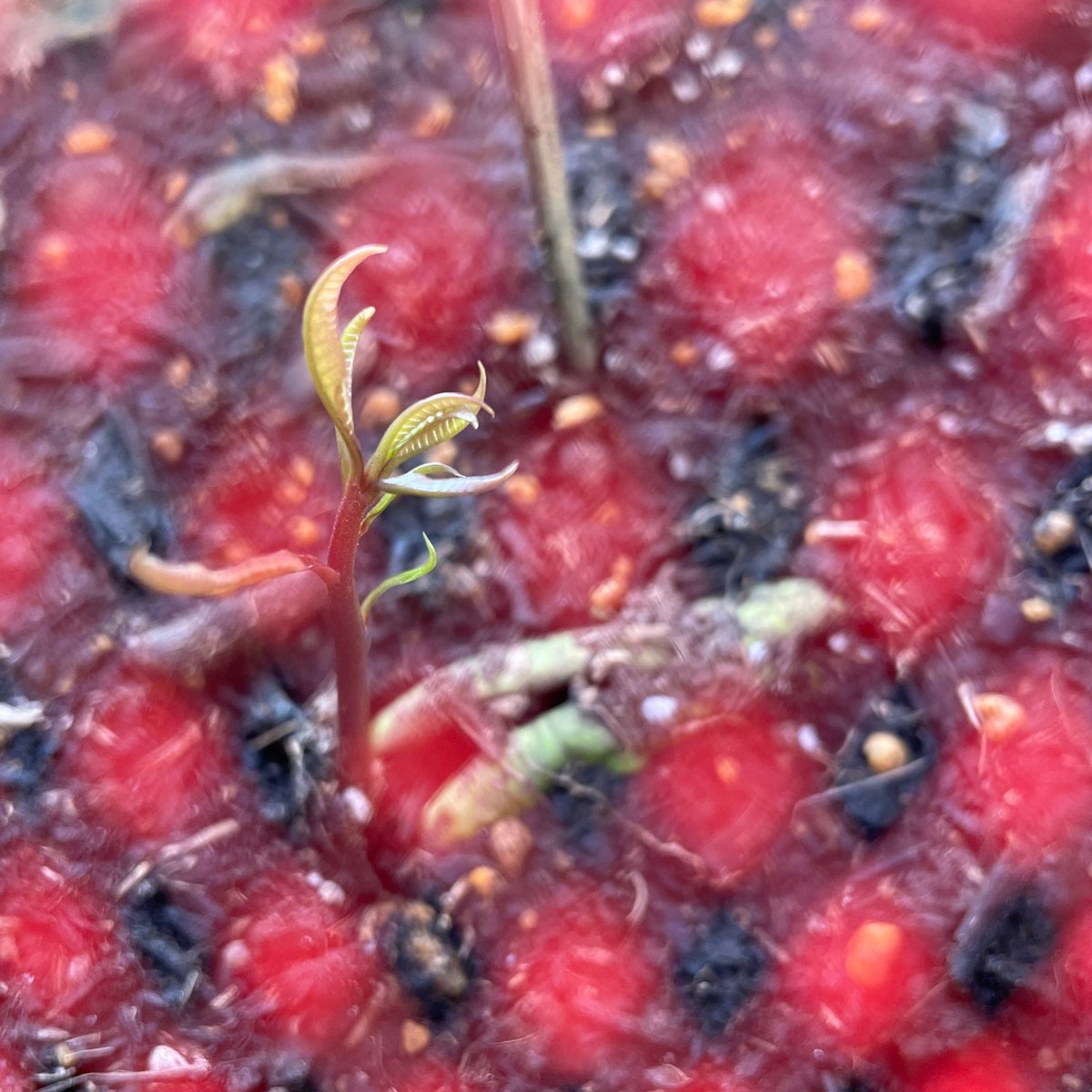 実生マンゴー🥭(ケント種)の栽培に挑戦！ 1「発芽編」 ｜なーさんの  