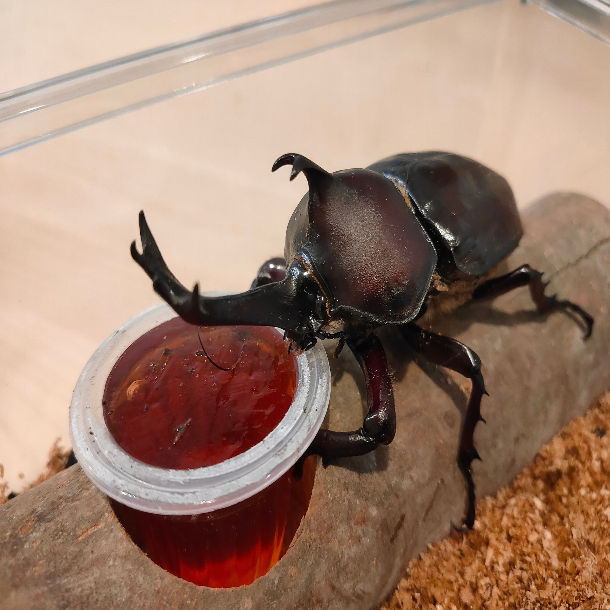 カブト虫取りと百均でカブト虫の育成キットを全部揃えて 長生きさせるコツ Mc Kurita Note