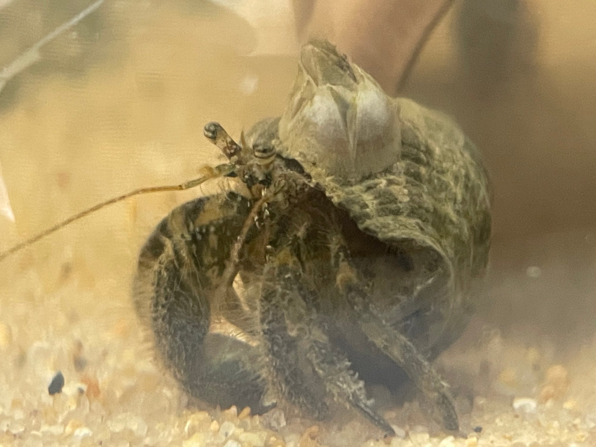 夏の自由研究 潮干狩りで捕まえたヤドカリ を飼育してみた Asumi 39 Note 夏の自由研究 潮干狩りで捕まえたヤドカリ を飼育してみた Asumi 39 Note