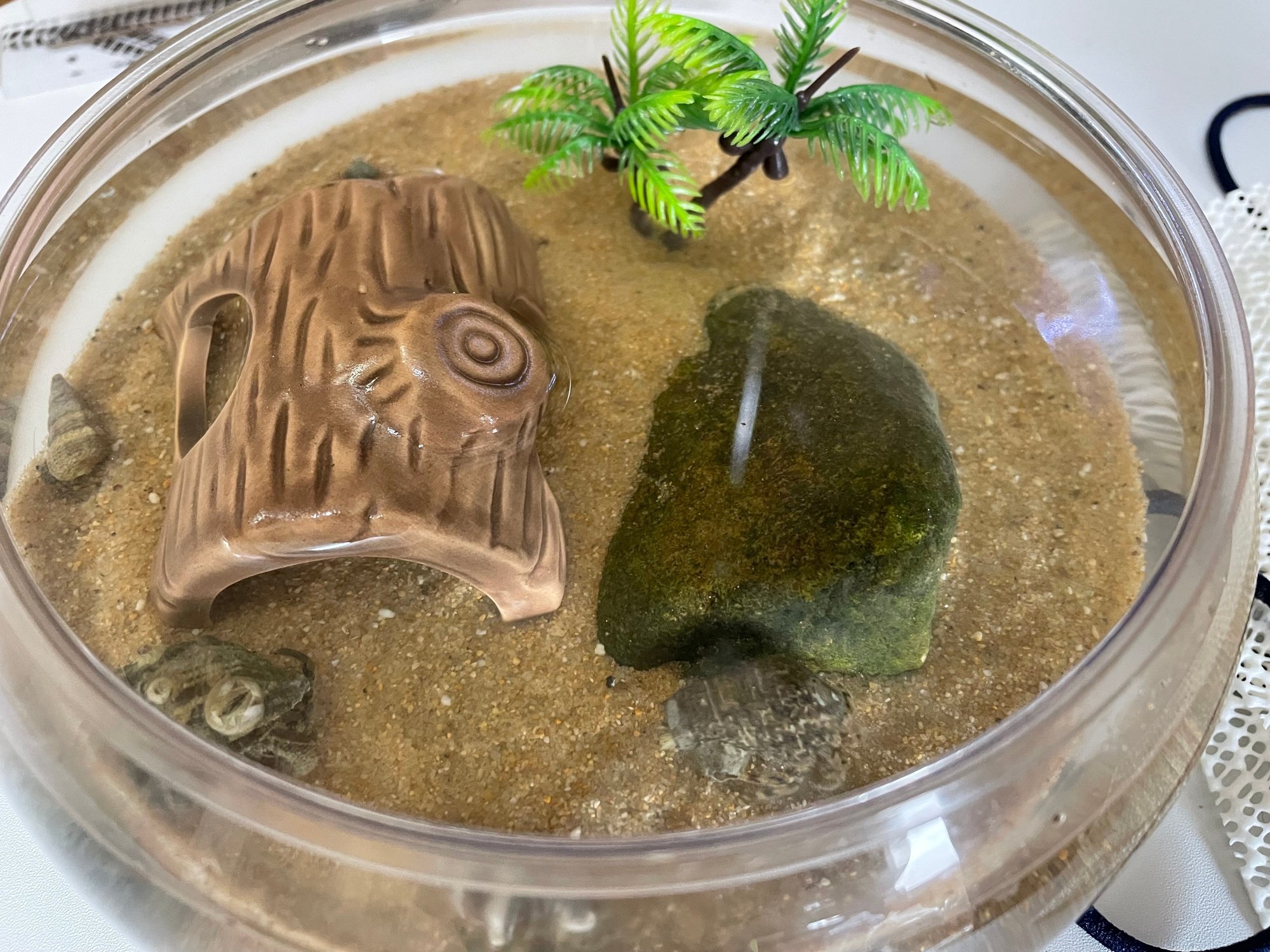 夏の自由研究 潮干狩りで捕まえたヤドカリ を飼育してみた Asumi 39 Note 夏の自由研究 潮干狩りで捕まえたヤドカリ を飼育してみた Asumi 39 Note