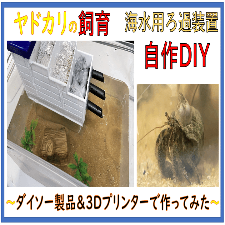 夏の自由研究 潮干狩りで捕まえたヤドカリ を飼育してみた Asumi 39 Note