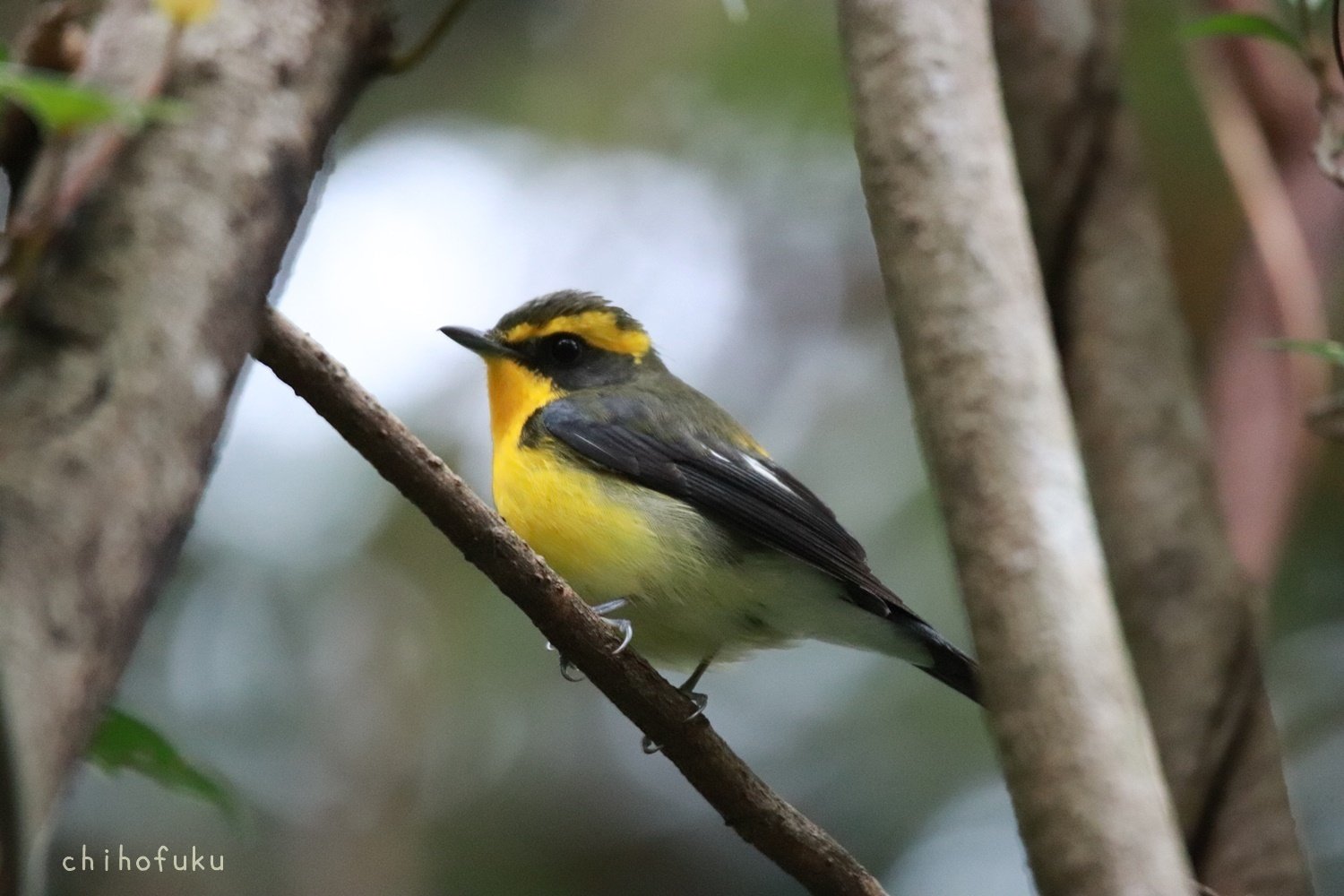屋久島の鳥たち 7月｜YAKUSHIMA ZINE