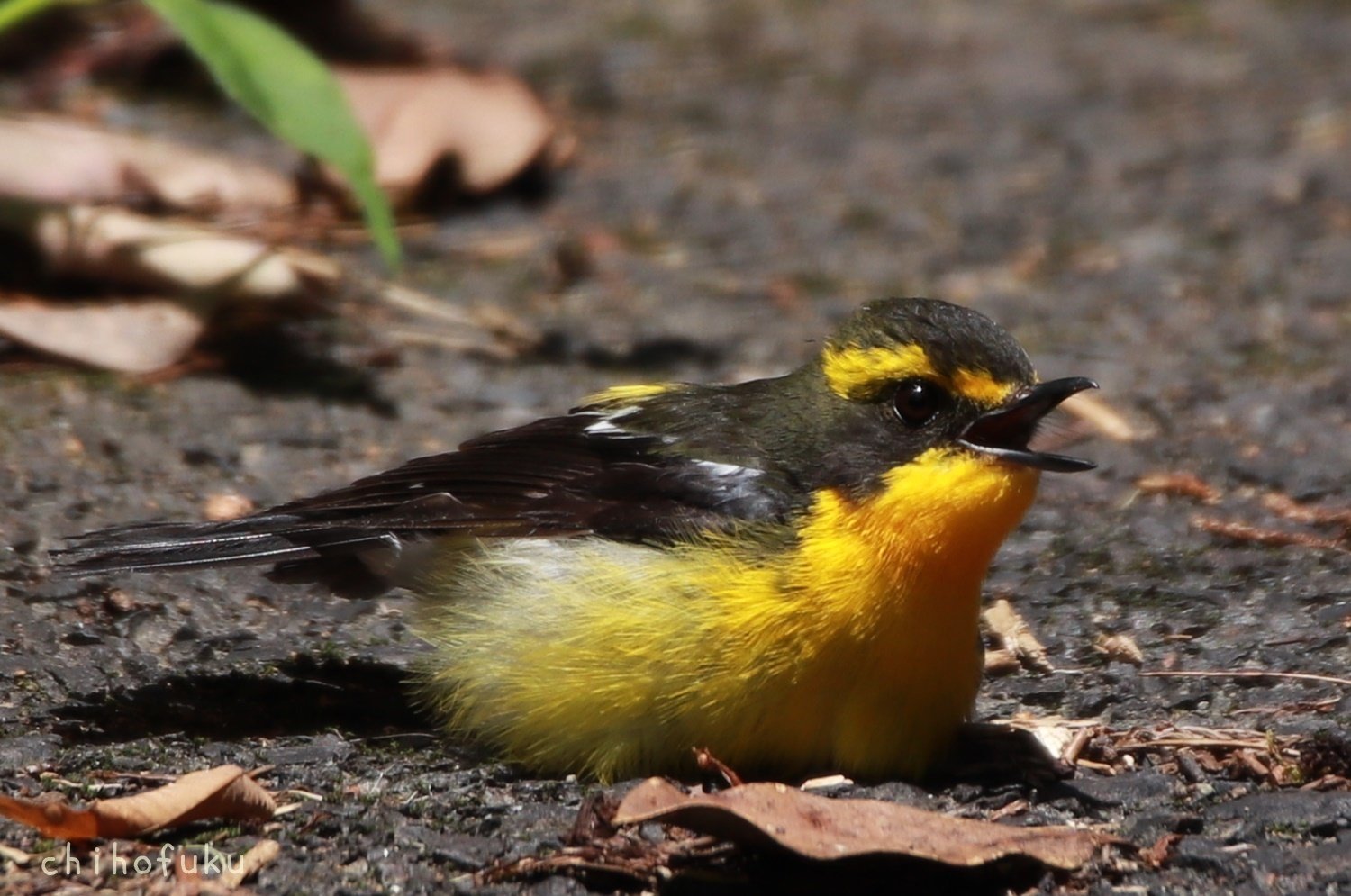 屋久島の鳥たち 7月｜YAKUSHIMA ZINE