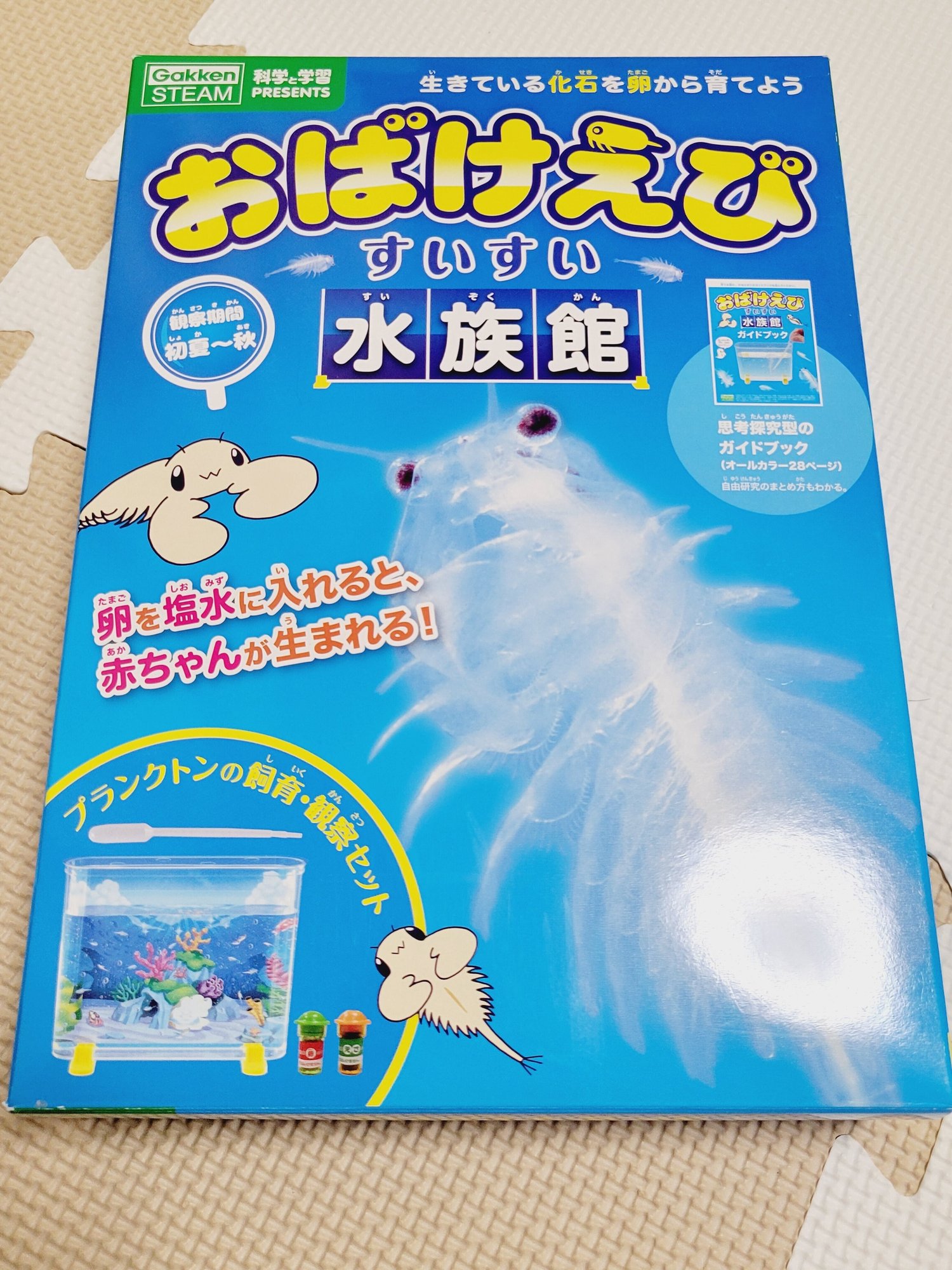 おばけえび 今年も飼い始めました ぐり子 男の子ママ Note おばけえび 今年も飼い始めました ぐり子 男の子ママ Note