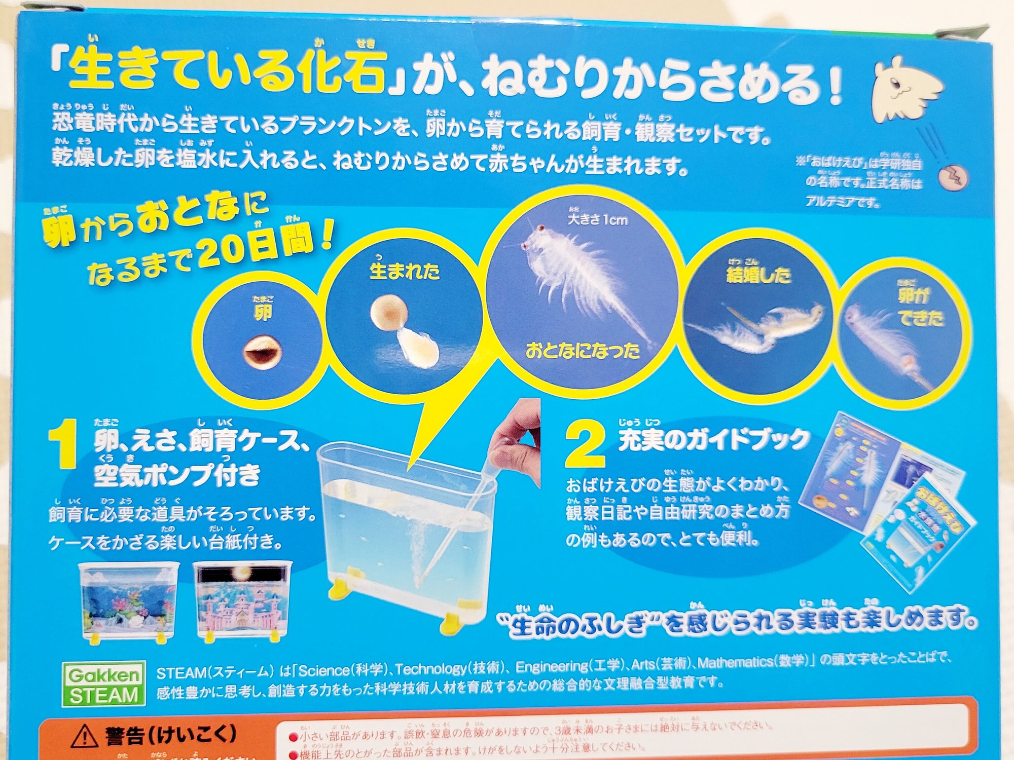 おばけえび 今年も飼い始めました ぐり子 男の子ママ Note おばけえび 今年も飼い始めました ぐり子 男の子ママ Note