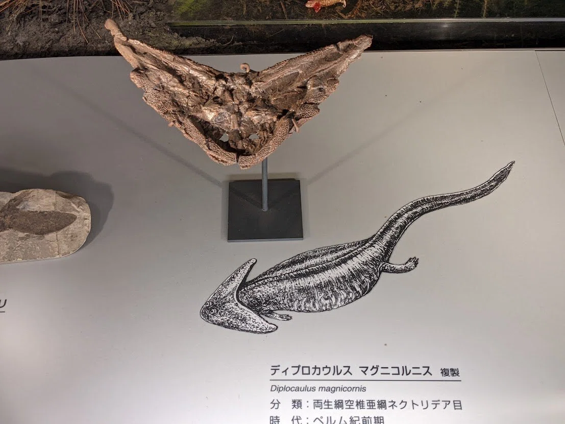 写真 水中から陸上へ 福井県立恐竜博物館｜びぶ