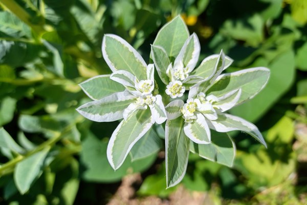 ハツユキソウ の新着タグ記事一覧 Note つくる つながる とどける ハツユキソウ の新着タグ記事一覧 Note つくる つながる とどける