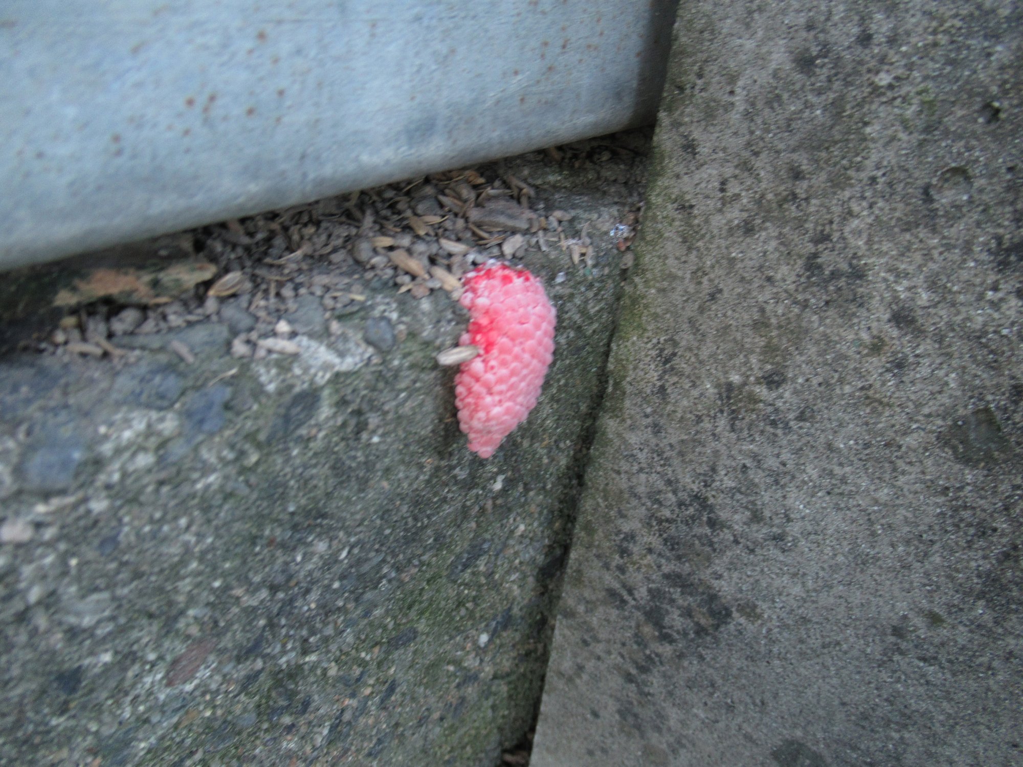 8 1 月 晴 特栽米 第5回ジャンボタニシ卵の一斉退治 特別栽培米の眞木優 Note 8 1 月 晴 特栽米 第5回ジャンボタニシ卵の一斉退治 特別栽培米の眞木優 Note